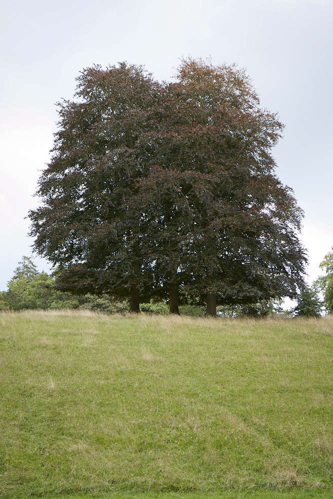 Gardening 101 Copper Beech Gardenista