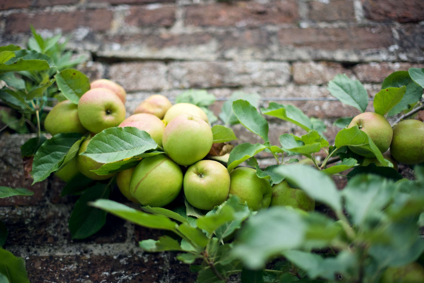 10 Easy Pieces UPick Orchards Gardenista