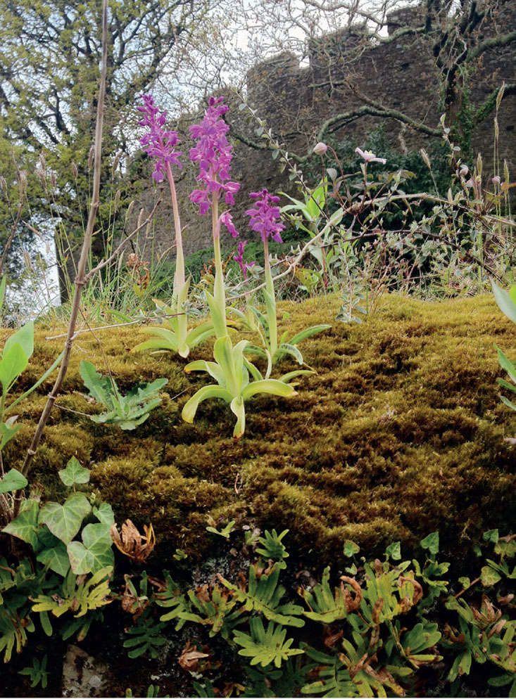 See more in Required Reading: Landscape of Dreams, the Bannermans’ Cornish Castle Garden. Photograph by Isabel Bannerman and Dunstan Baker.