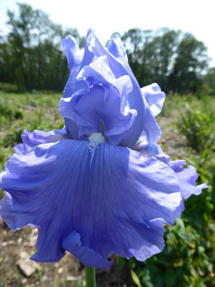 Photograph by Clare Coulson. Iris ‘Monet’s Blue’ grows in a field at Woottens of Wenhaston. For more, see Shopper
