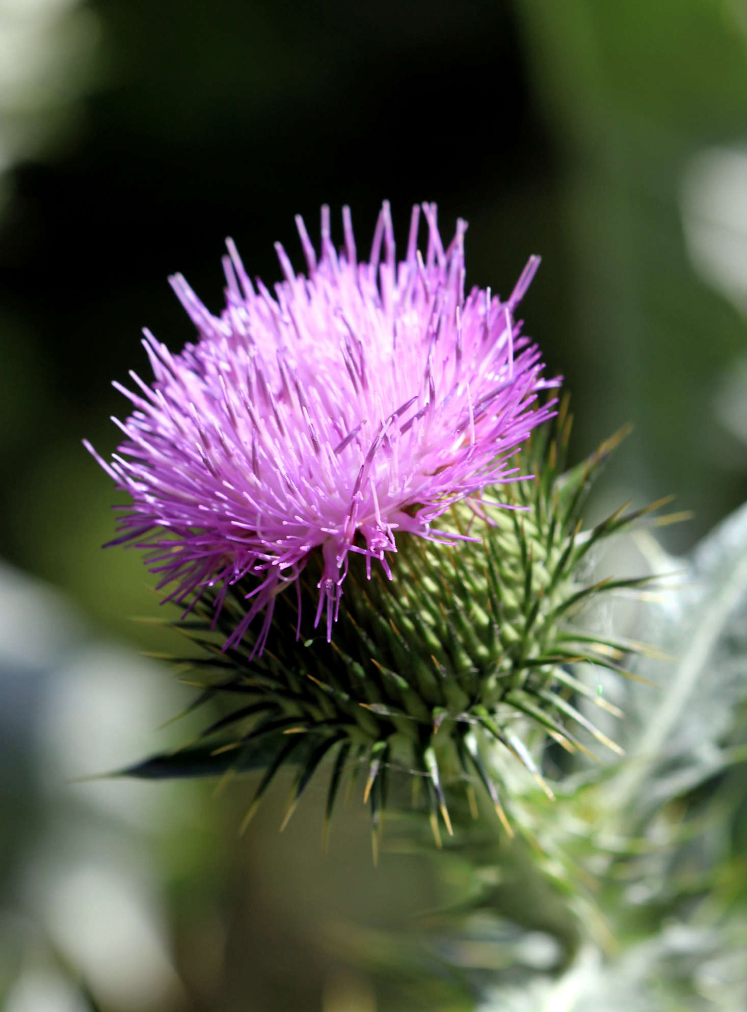 European native Scotch thistle (Onopordum acanthium) is considered an invasive nuisance in the United States. Photograph by Karelj via Wikimedia.