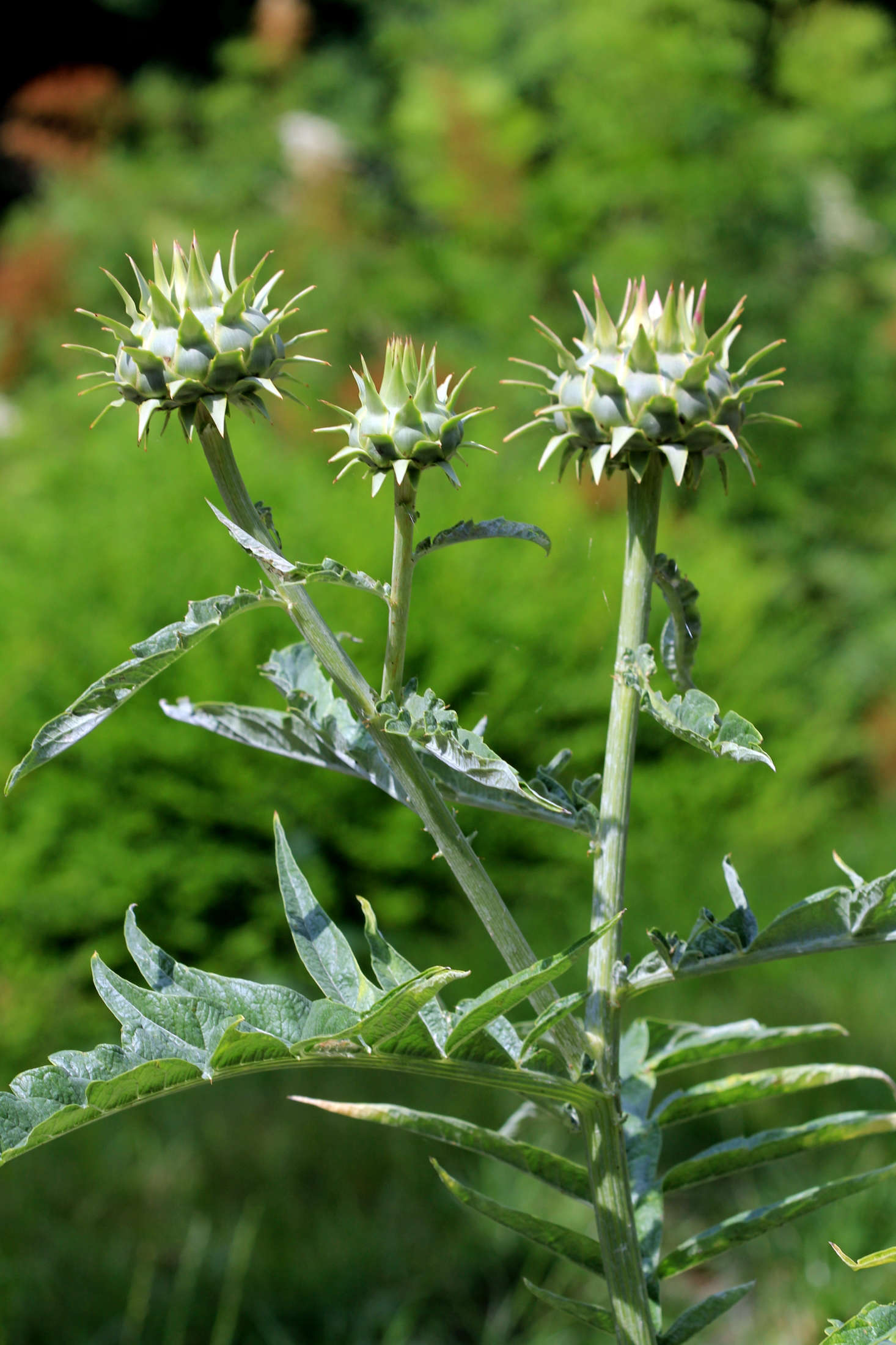 A cardoon thistle (Cynara cardunculus) has flowers that can be plucked and eaten like artichokes. Photograph by Karelj via Wikimedia.