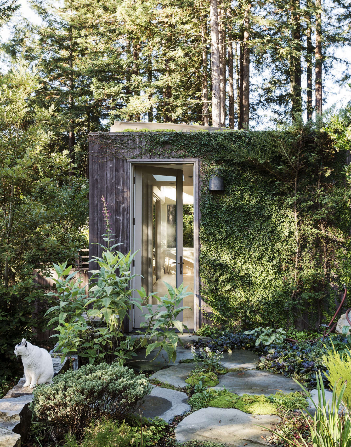Creeping fig is a good vine; it won’t destroy a facade. Photograph by Matthew Williams for Gardenista.