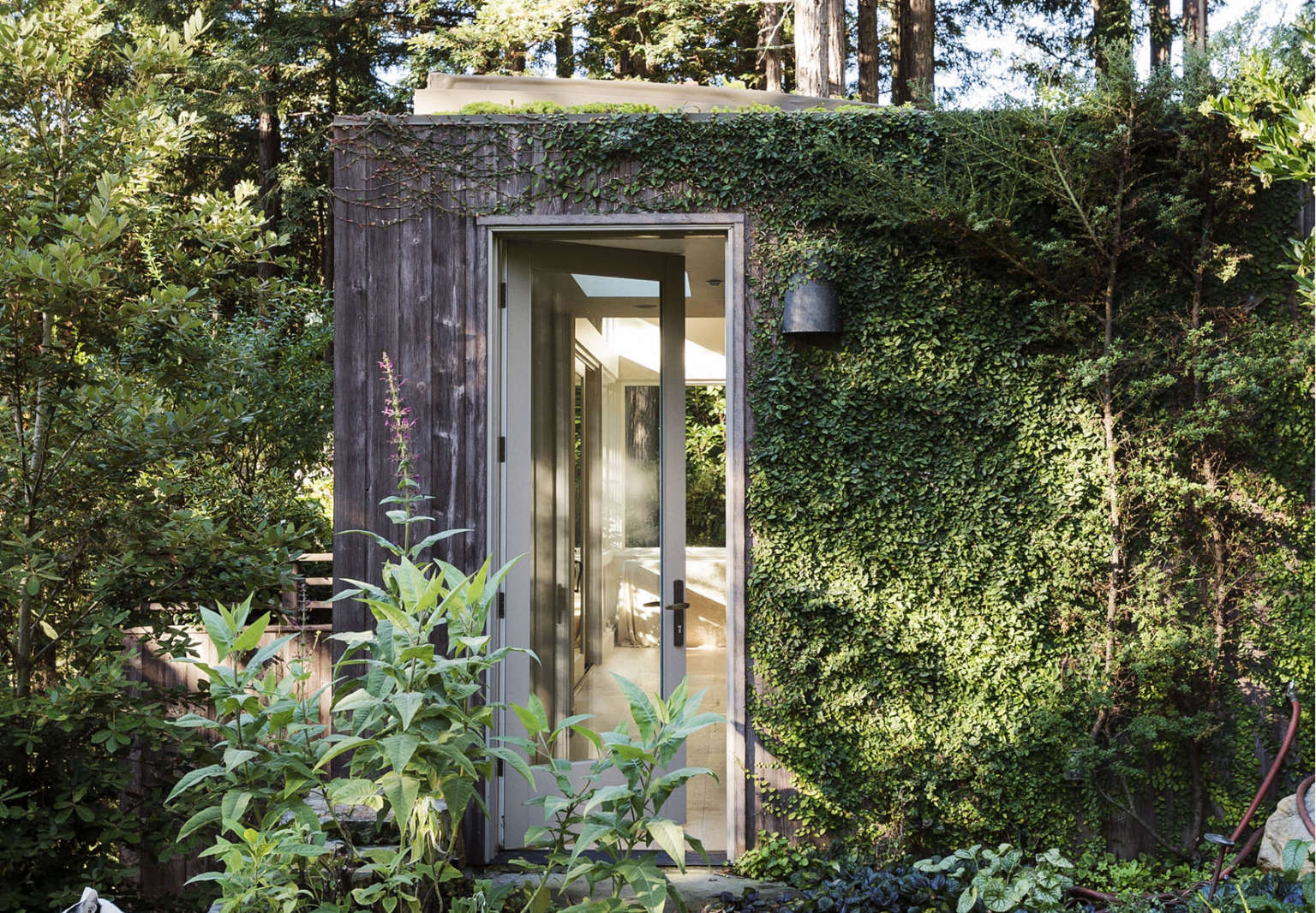 Gardening 101: Creeping Fig - Gardenista