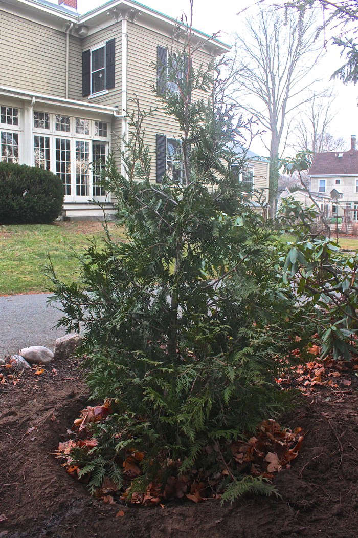 diy plant your christmas tree in the garden gardenista diy plant your christmas tree in the garden gardenista