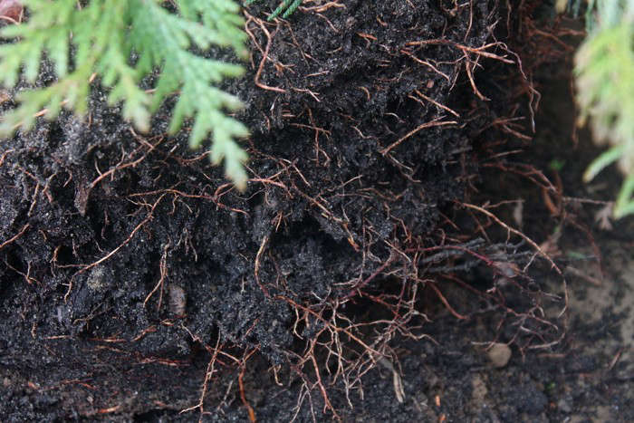 Root system, revealed. Photograph by Justine Hand.