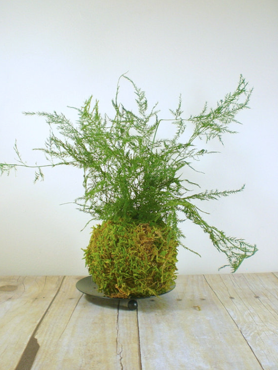 Gardening 101 Asparagus Ferns Gardenista