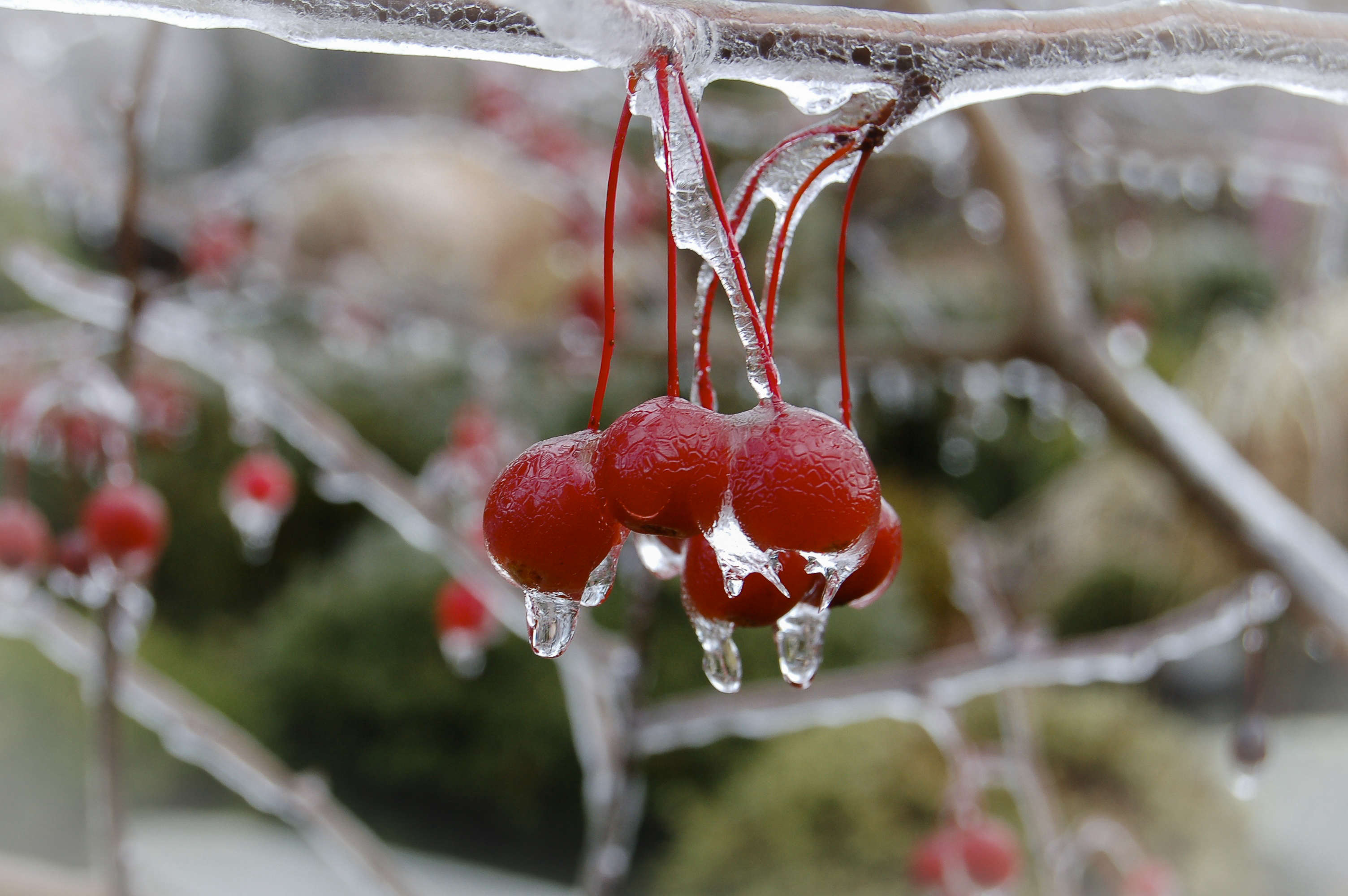 Garden Visit At Home at Juniper Hill Farm in New Hampshire Gardenista