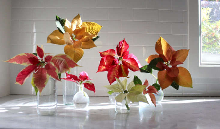 Christmas Miracle: 5 Poinsettias That Aren't Tacky - Gardenista