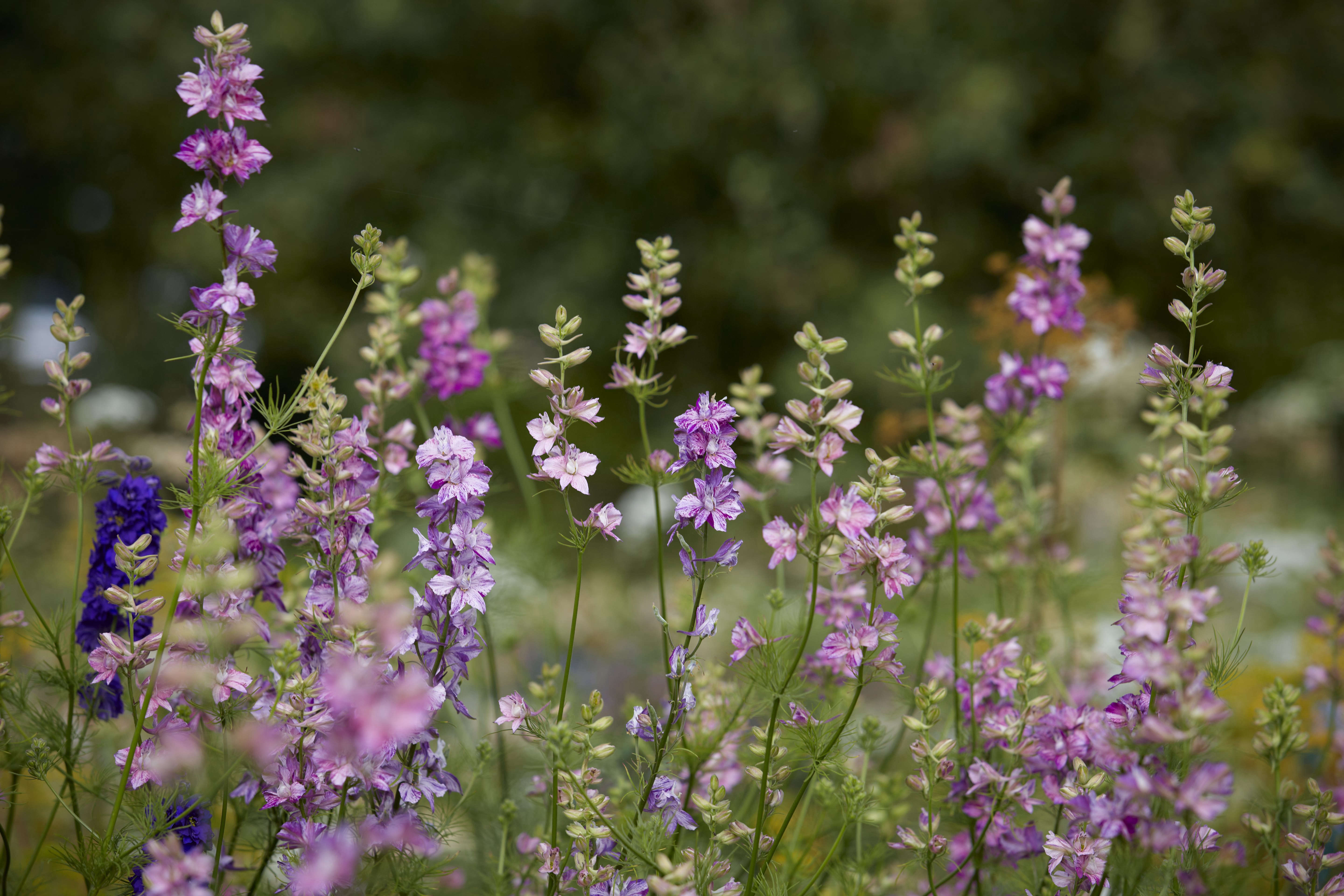 Studio Visit: Electric Daisy Flower Farm - Gardenista