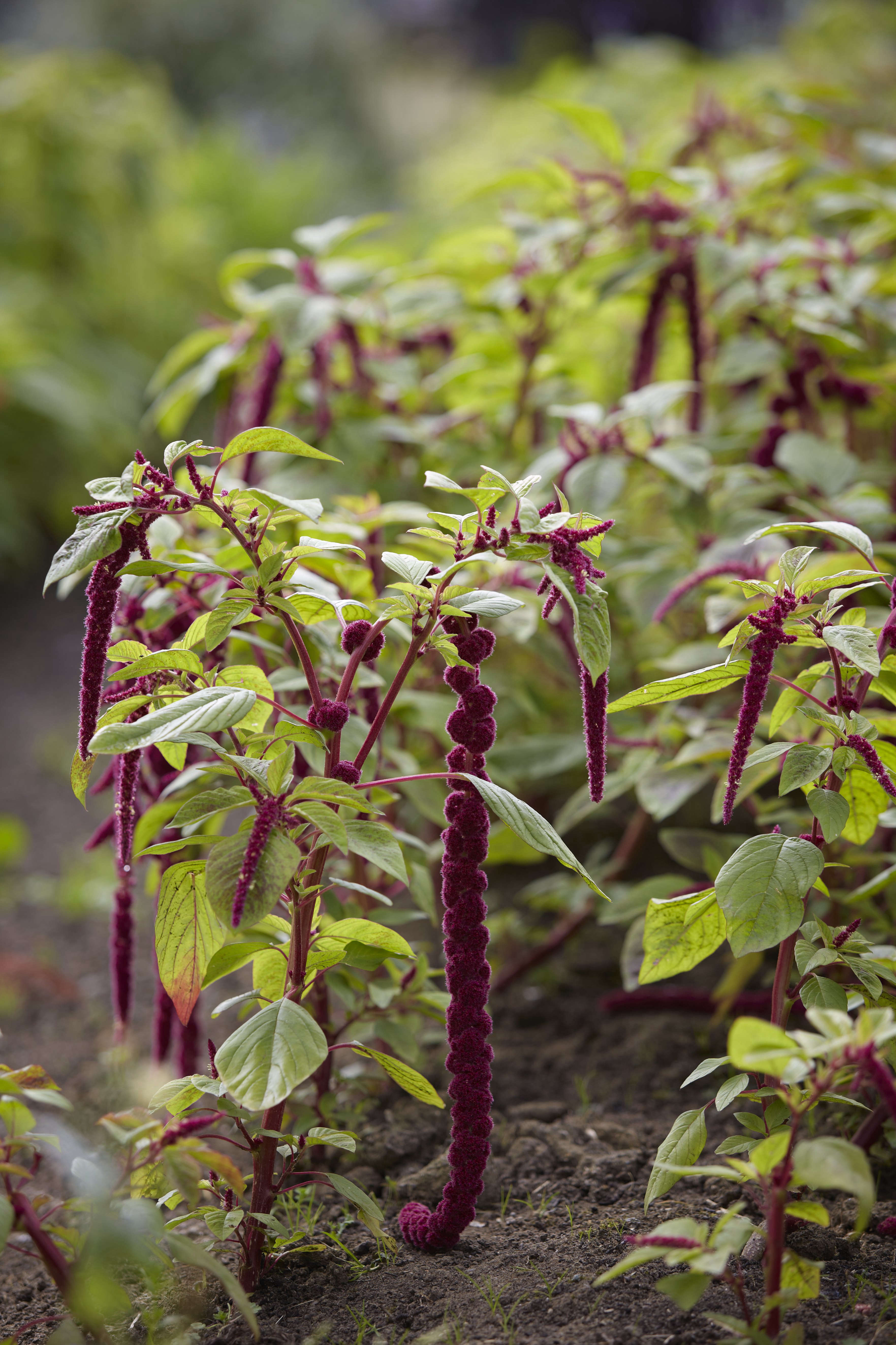 Studio Visit: Electric Daisy Flower Farm - Gardenista