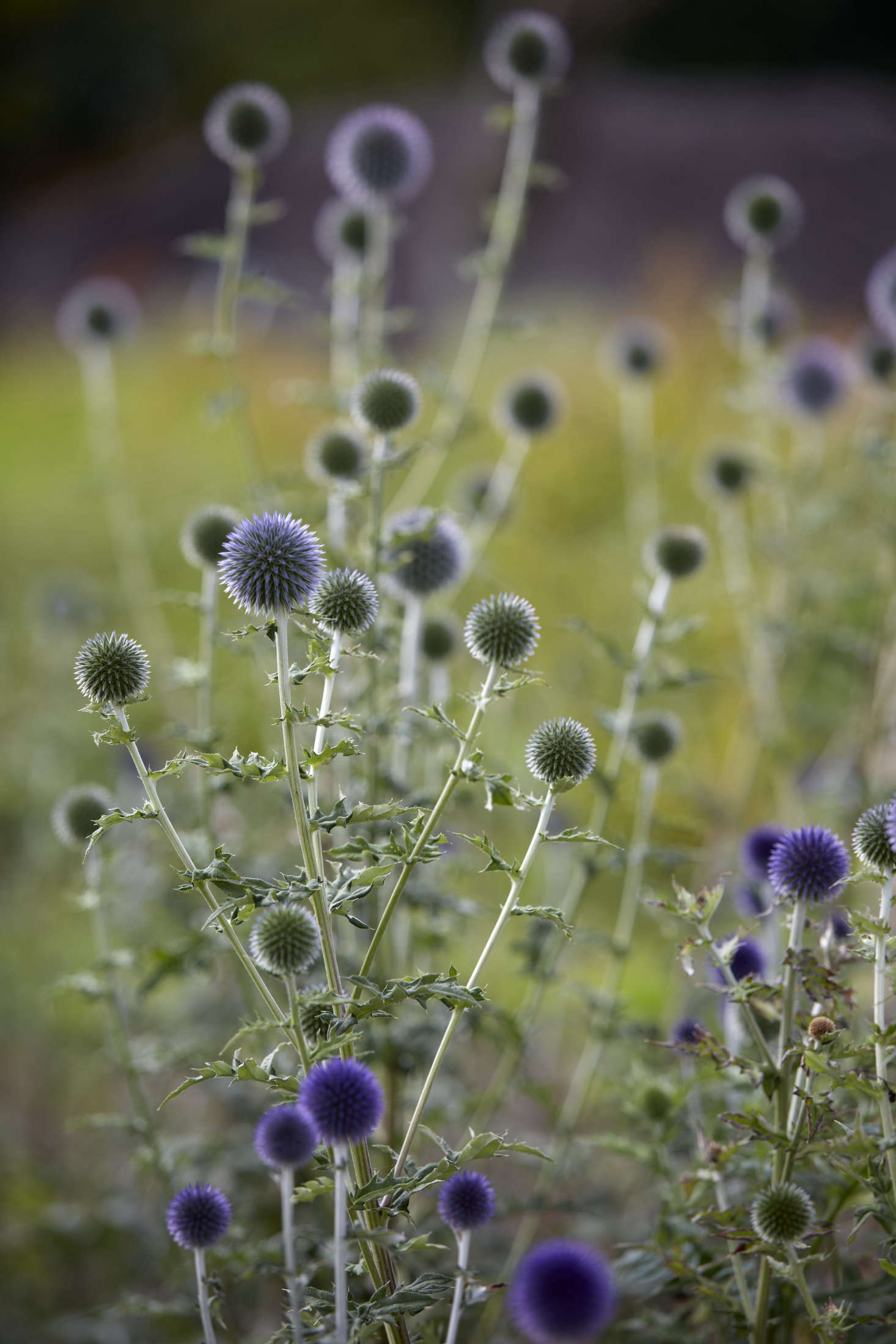 Globe thistle (Echinops sphaerocephalus) is a long-lasting cut flower. Photograph by Britt Willoughby Dyer, from Studio Visit: Electric Daisy Flower Farm.