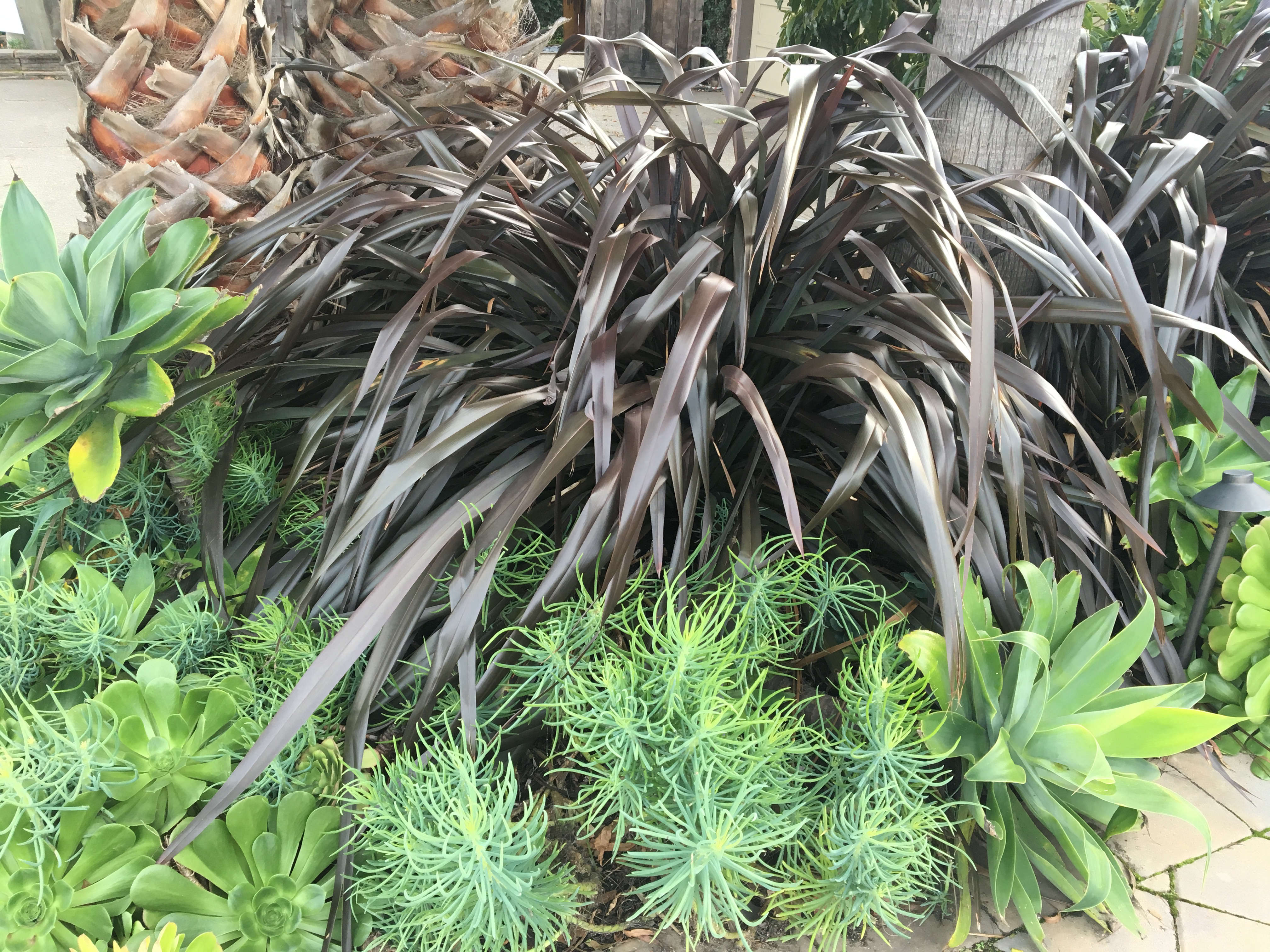 Gardening 101 New Zealand Flax Gardenista