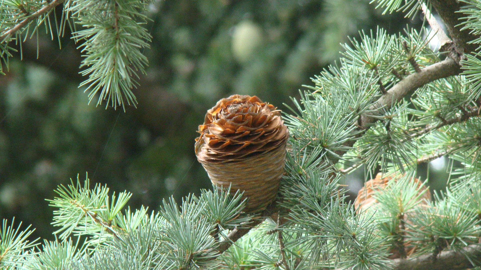 How to Successfully Grow Cedar of Lebanon Trees A Field Guide to