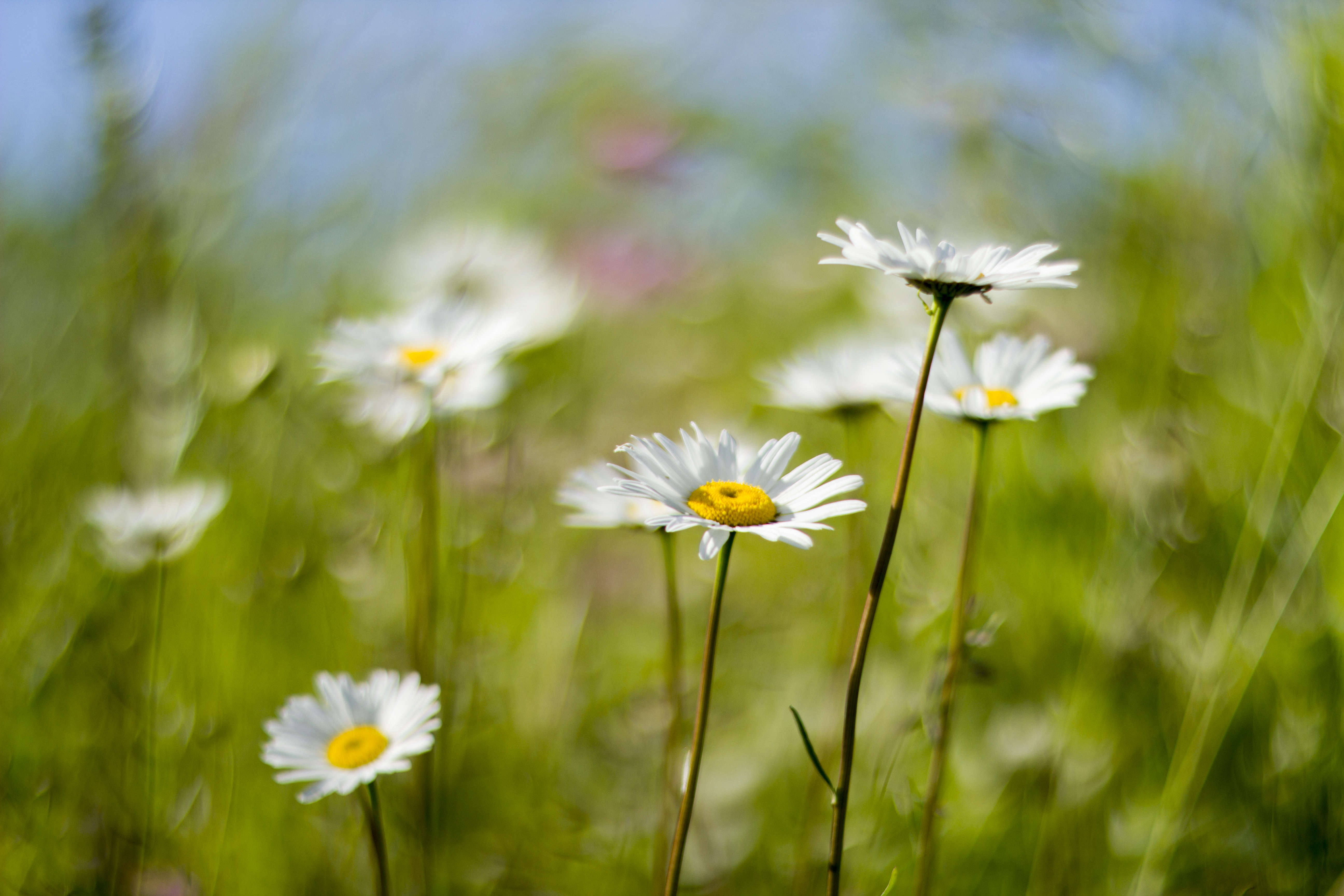 Photograph by Andres Papp via Flickr.