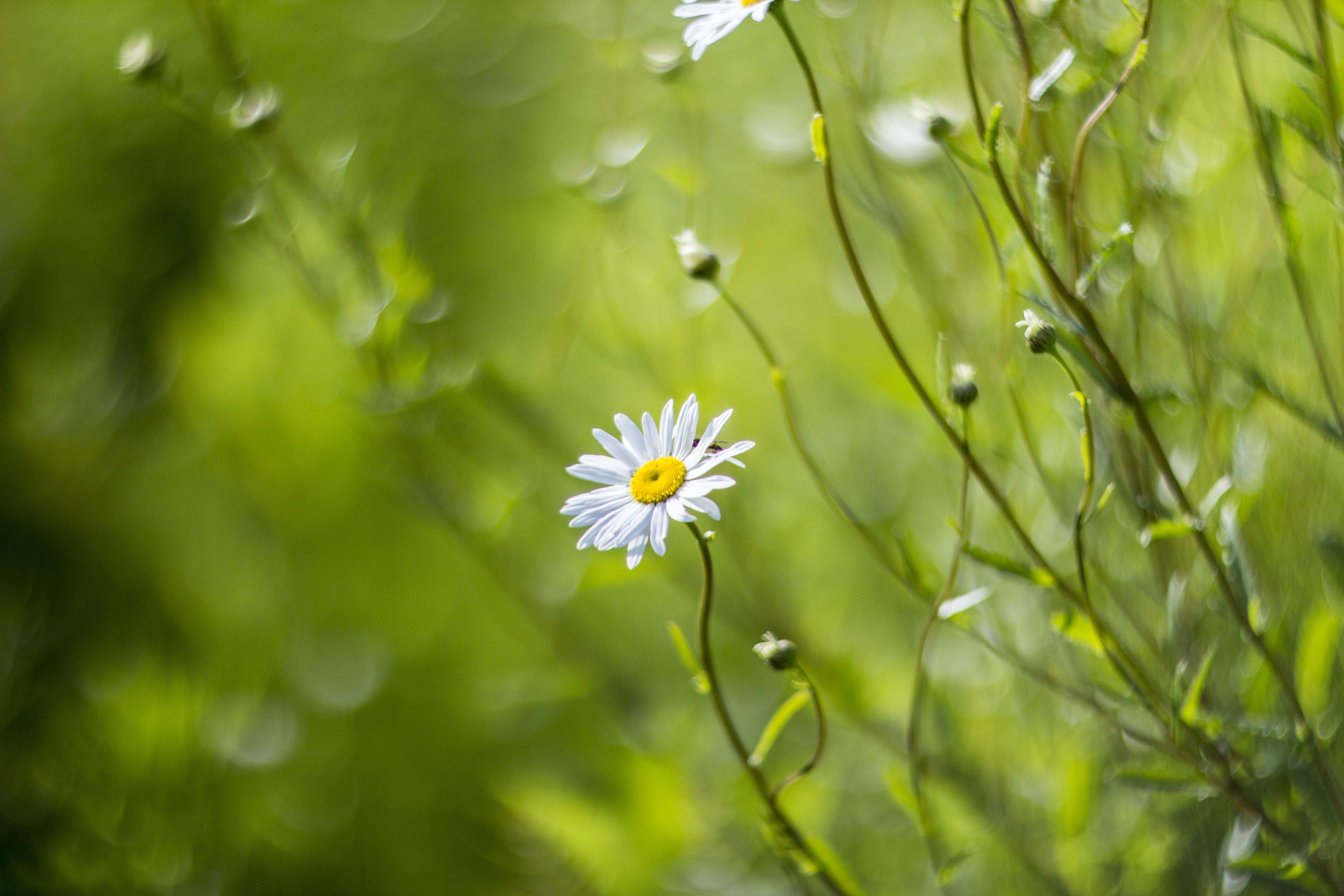 Photograph by Andres Papp via Flickr.