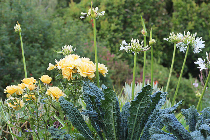 Kale and roses. See more in 23 and Me: My Favorite Edible Plants to Grow in Shade. Photograph by Marie Viljoen.