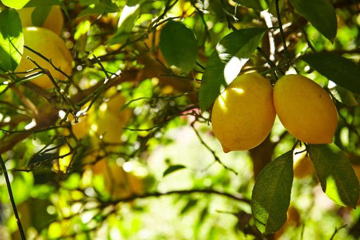 Photograph by Tom Kubik for Gardenista. See Gardening 101: Lemon Tree for growing tips.