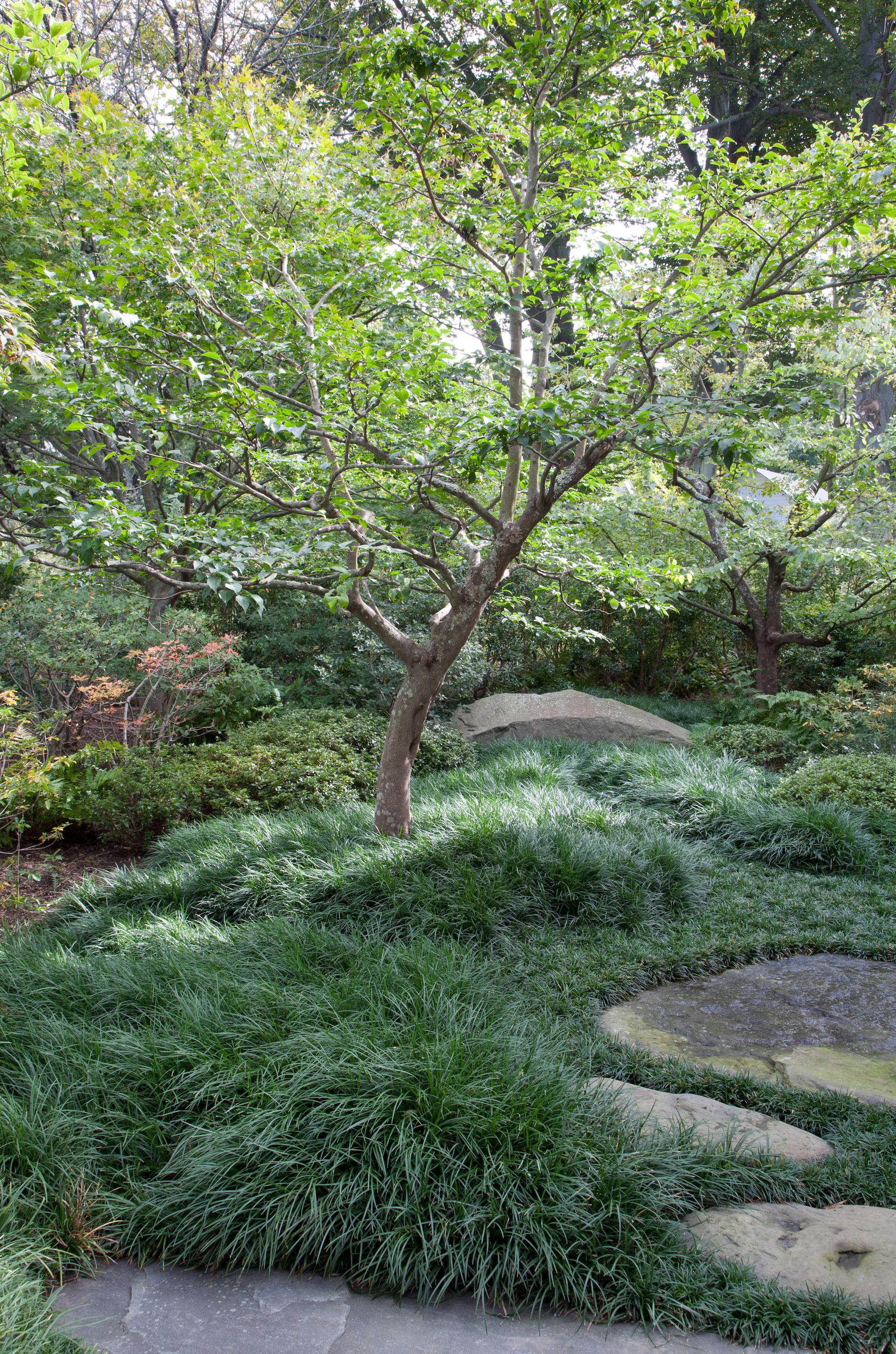 mondo-grass-around-tree-stone-walkway-japanese-inspired.jpg