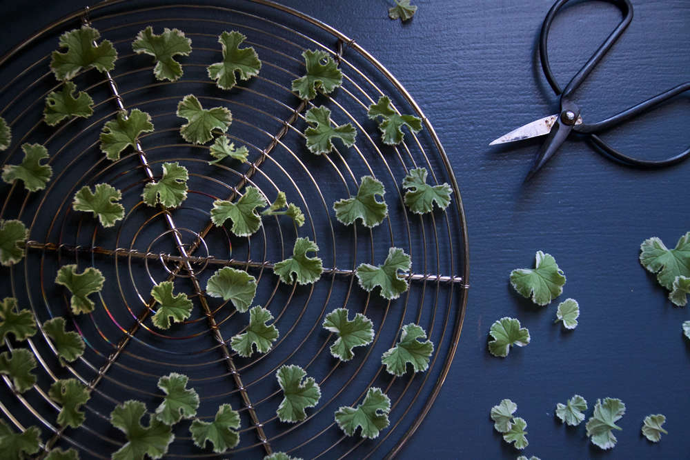DIY Scented Sachets (and Tea) with Geranium Leaves Gardenista