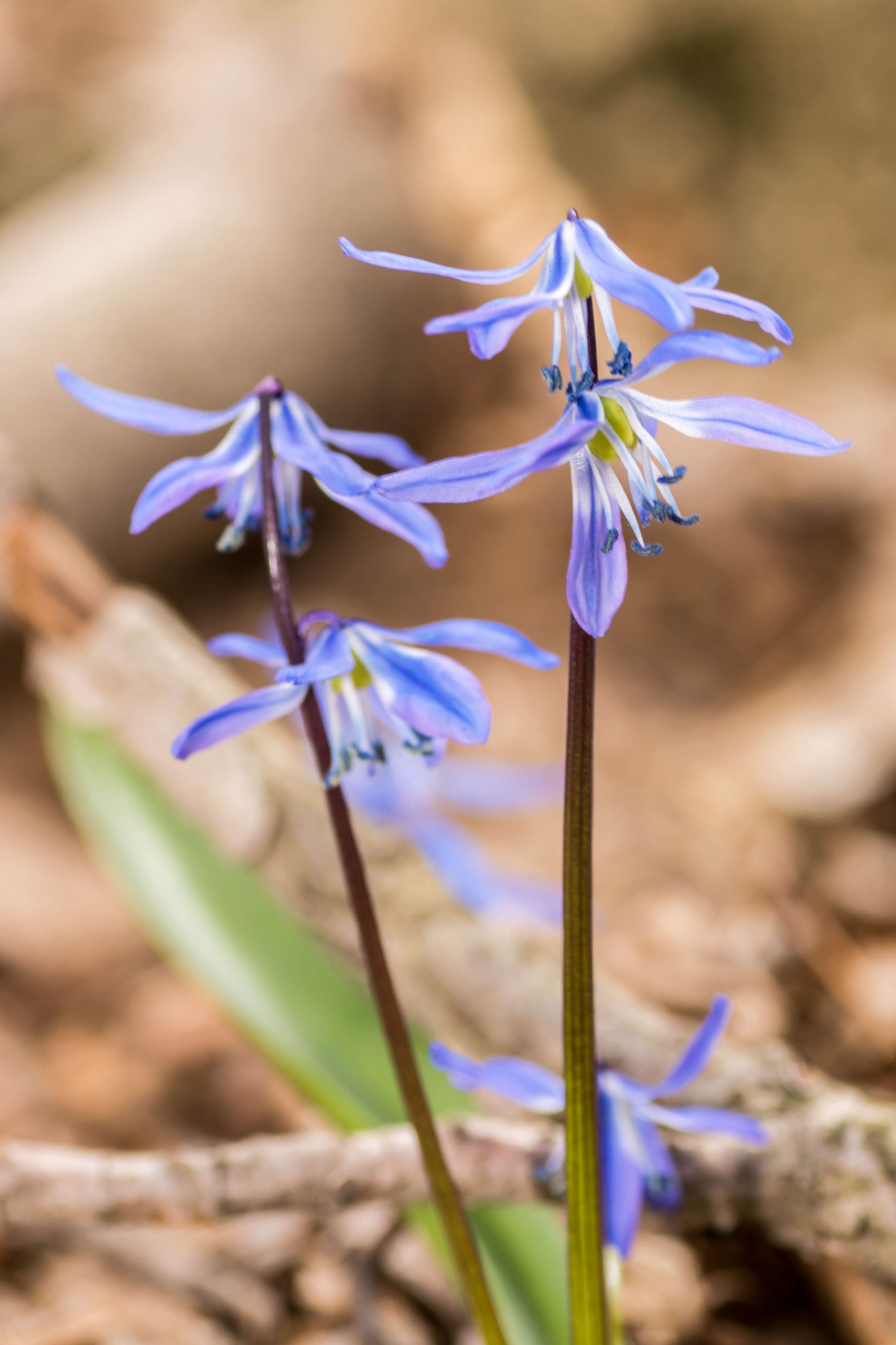 Gardening 101 Siberian Squill Gardenista