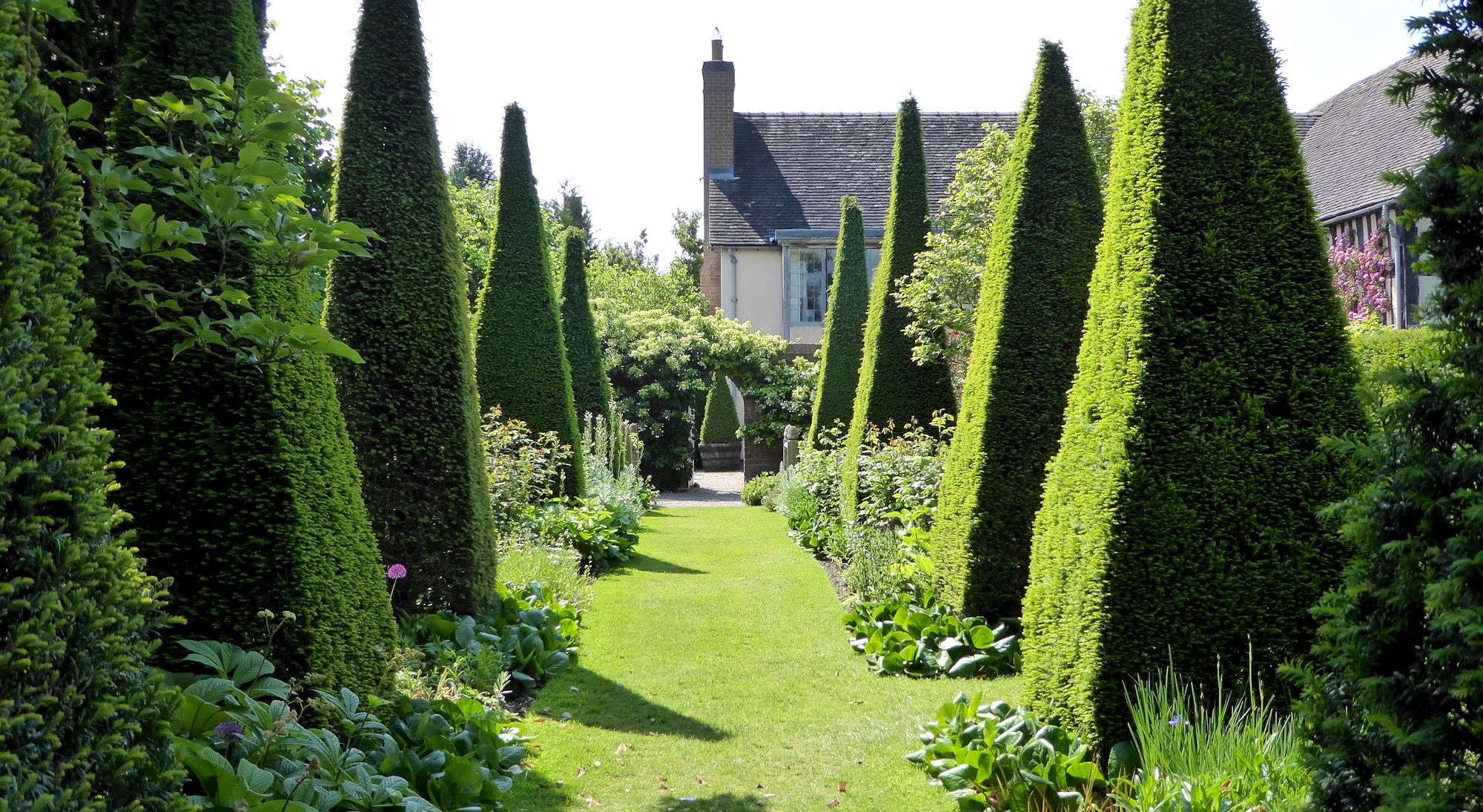 How to Successfully Grow Yew Tree A Field Guide to Planting, Care, and Design on Gardenista