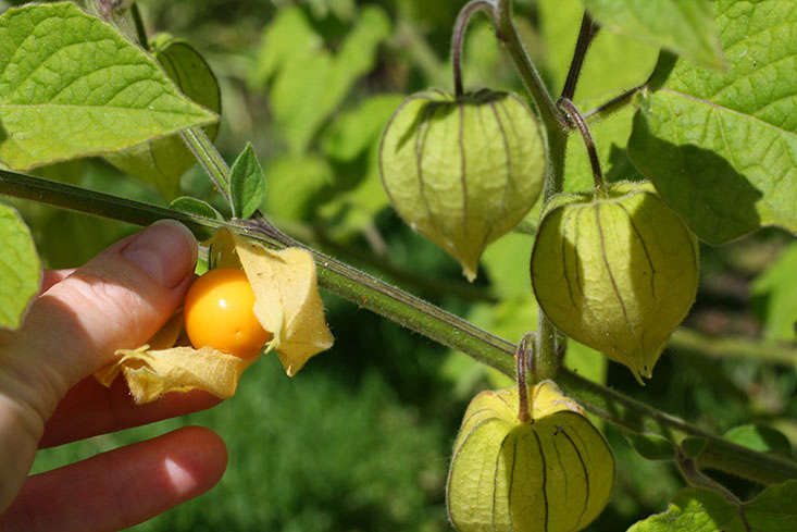 Garden to Table: Cape Gooseberries - Gardenista