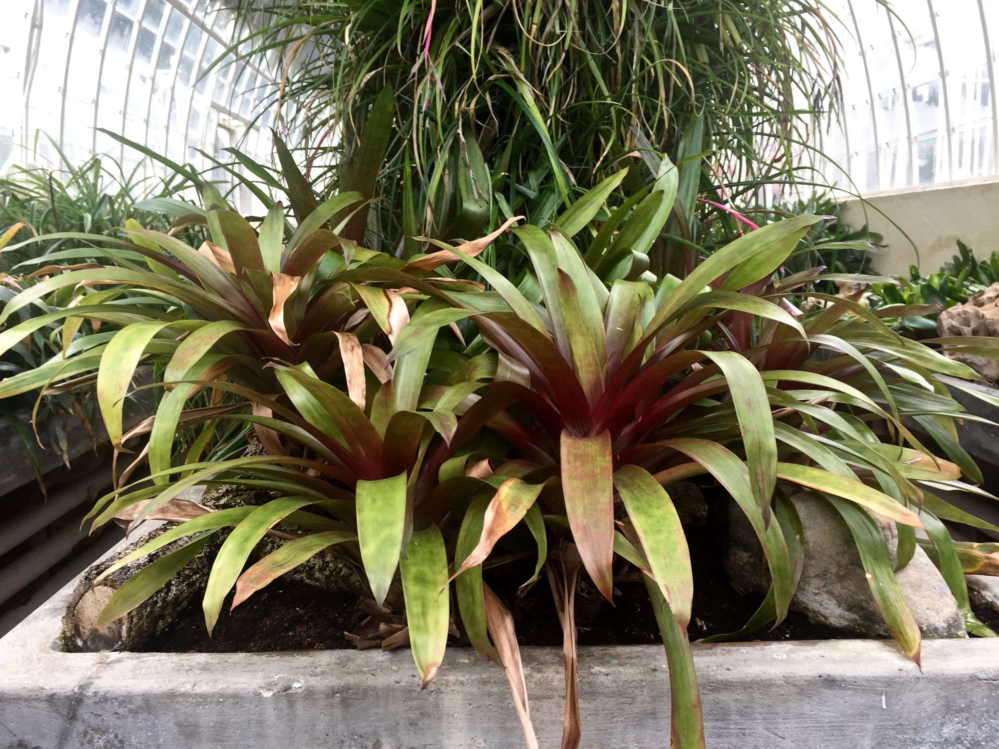 Gardening Australia Bromeliads