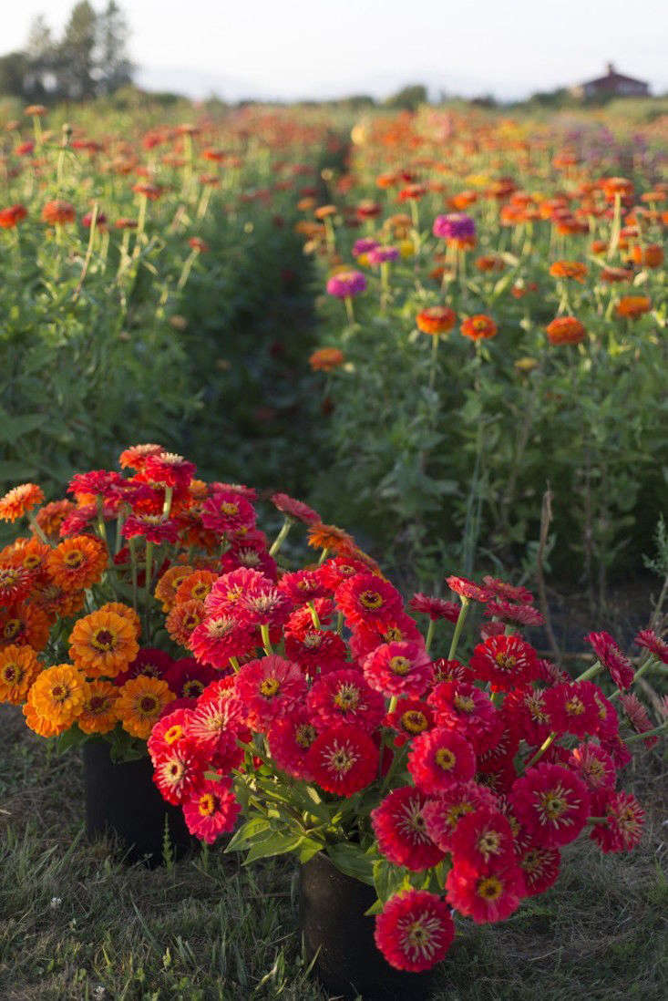 Gardening 101 Zinnias