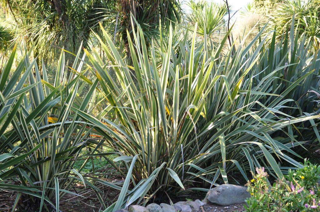 New Zealand Flax A Field Guide to Planting, Care & Design on Gardenista