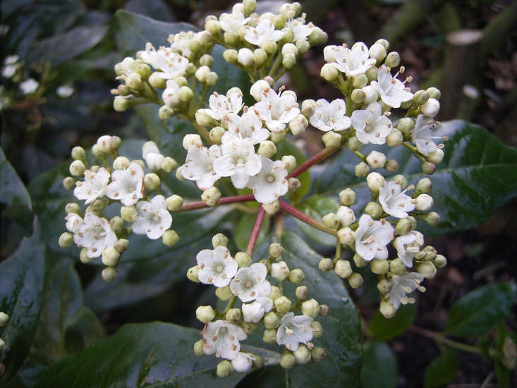 7 Fragrant Favorites WinterFlowering Scented Shrubs