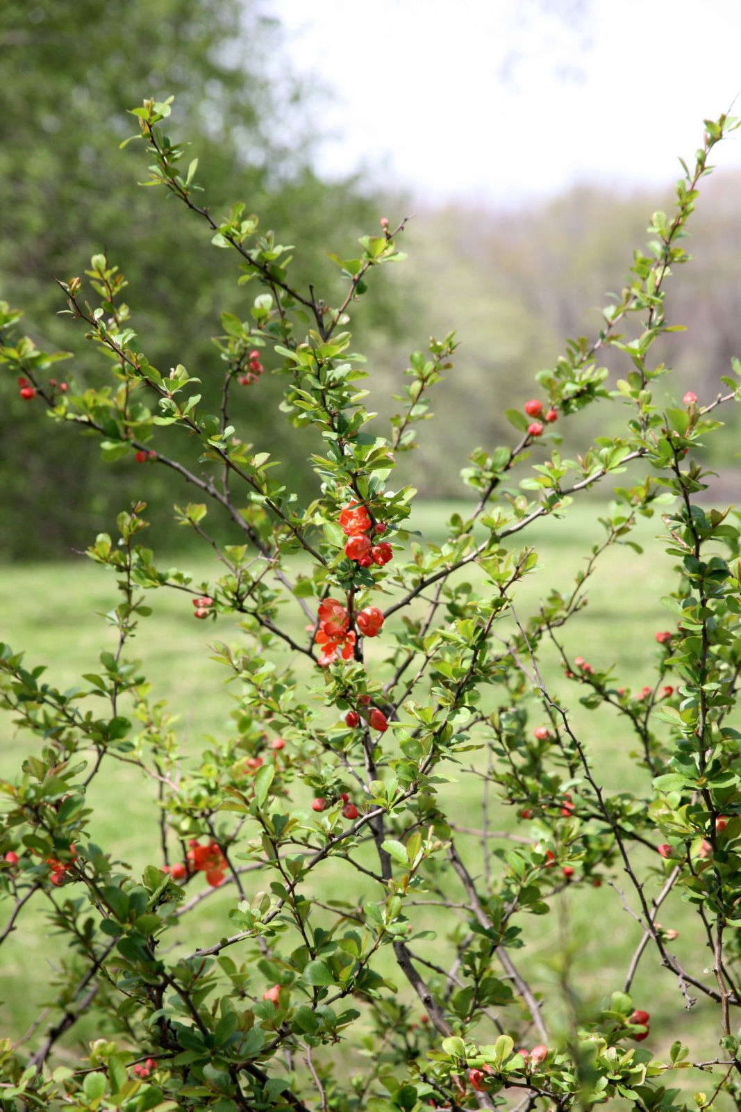 Gardening 101 Flowering Quince Gardenista