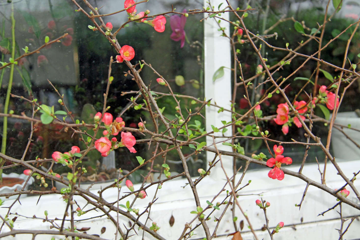 Gardening 101 Flowering Quince Gardenista