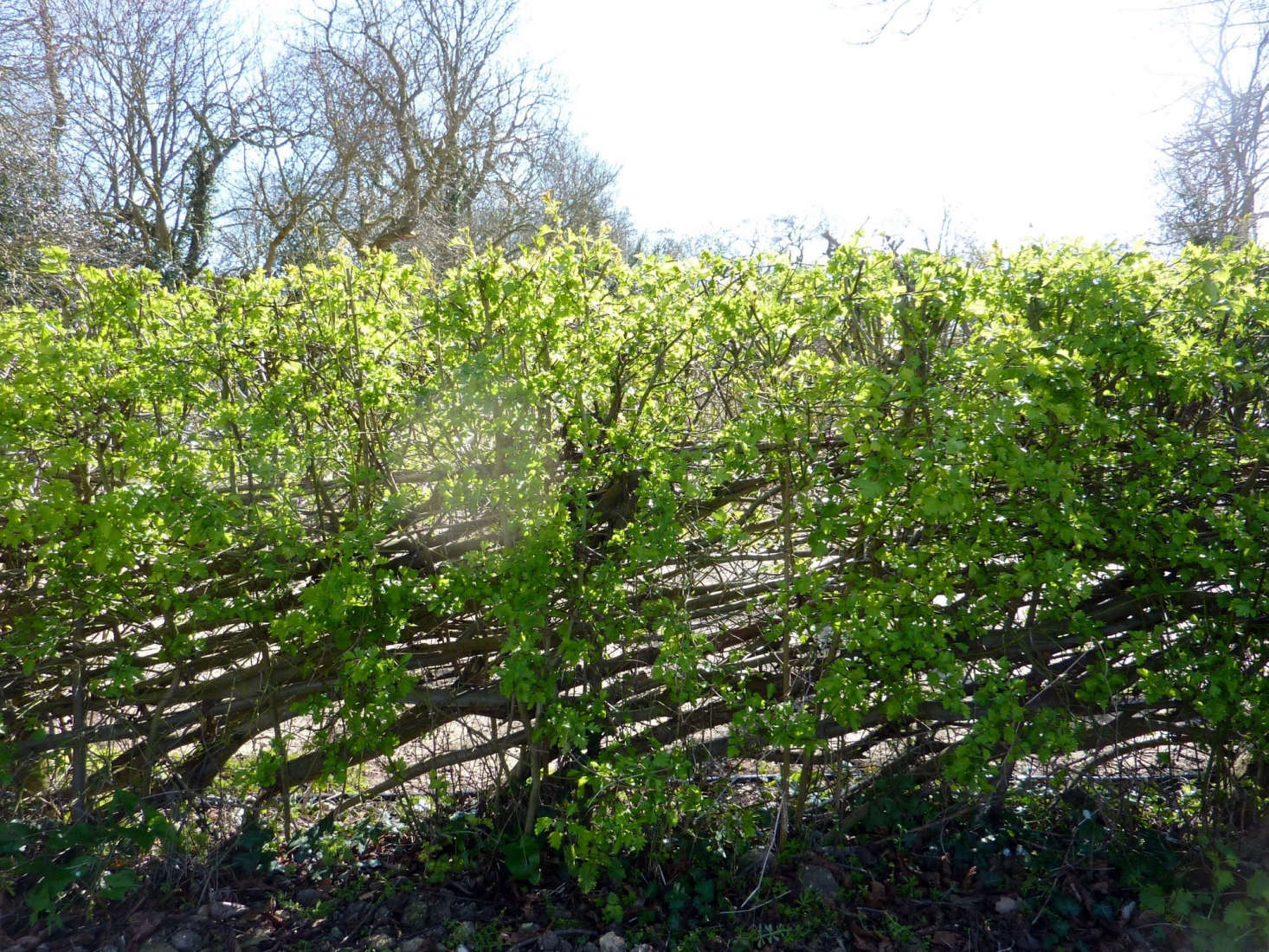 Hedge laying encourages healthy new growth.