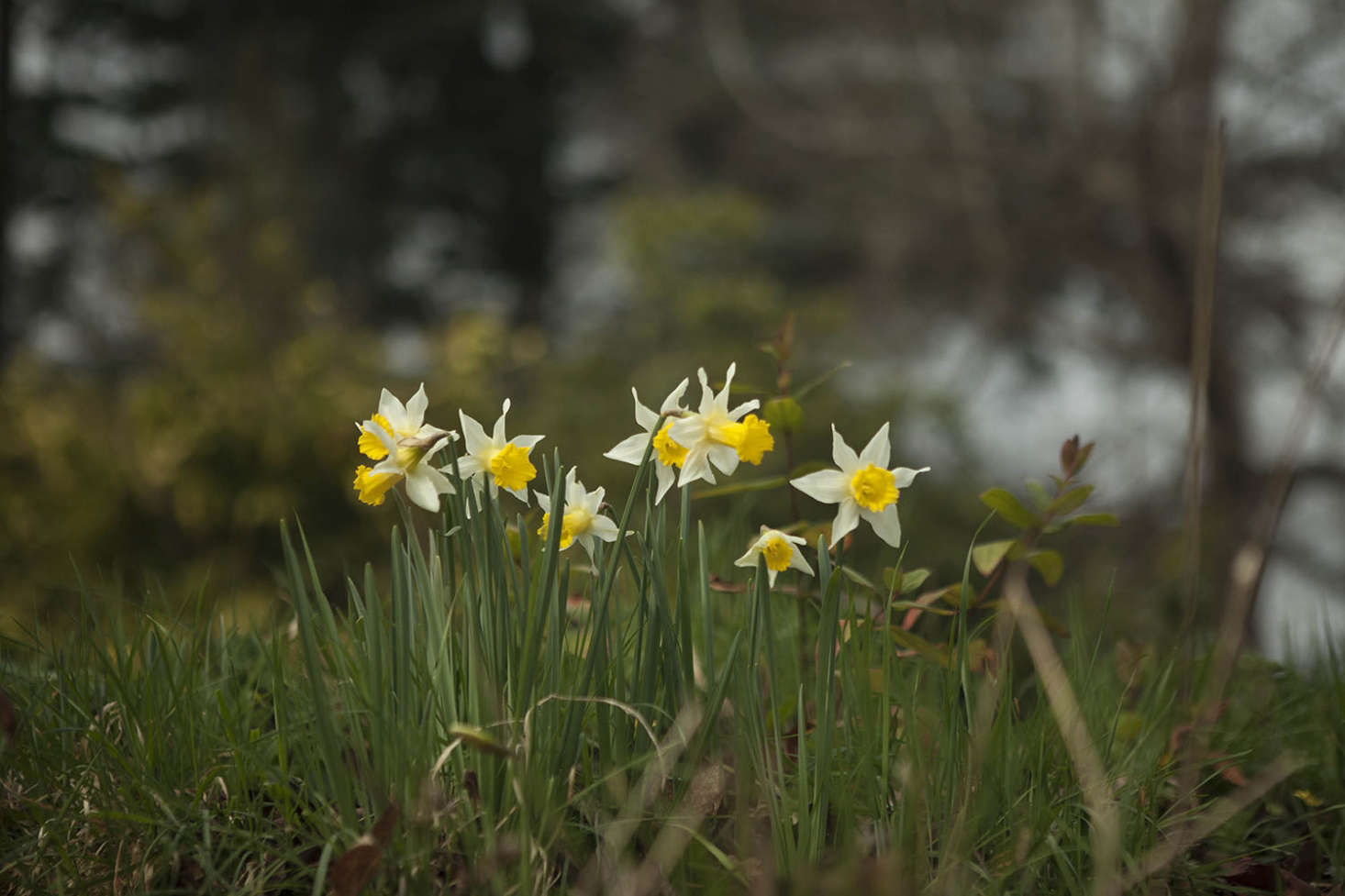 Narcissus at Madresfield Court. See more at Garden Visit: Daffodil Days at Madresfield Court. Photograph by Jim Powell.