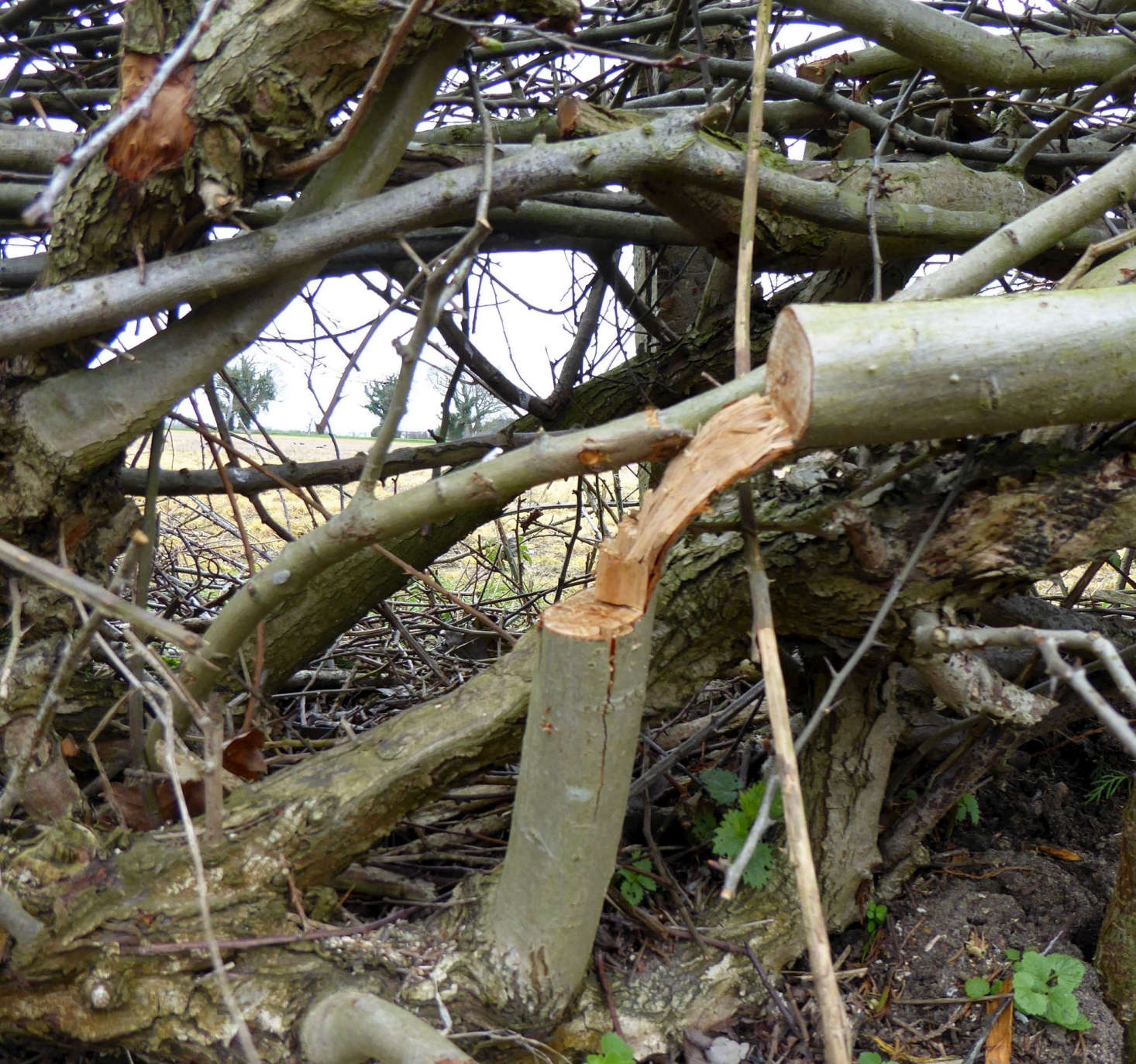 A hedge layer makes an angled cut near the base of a plant and cuts the heel.