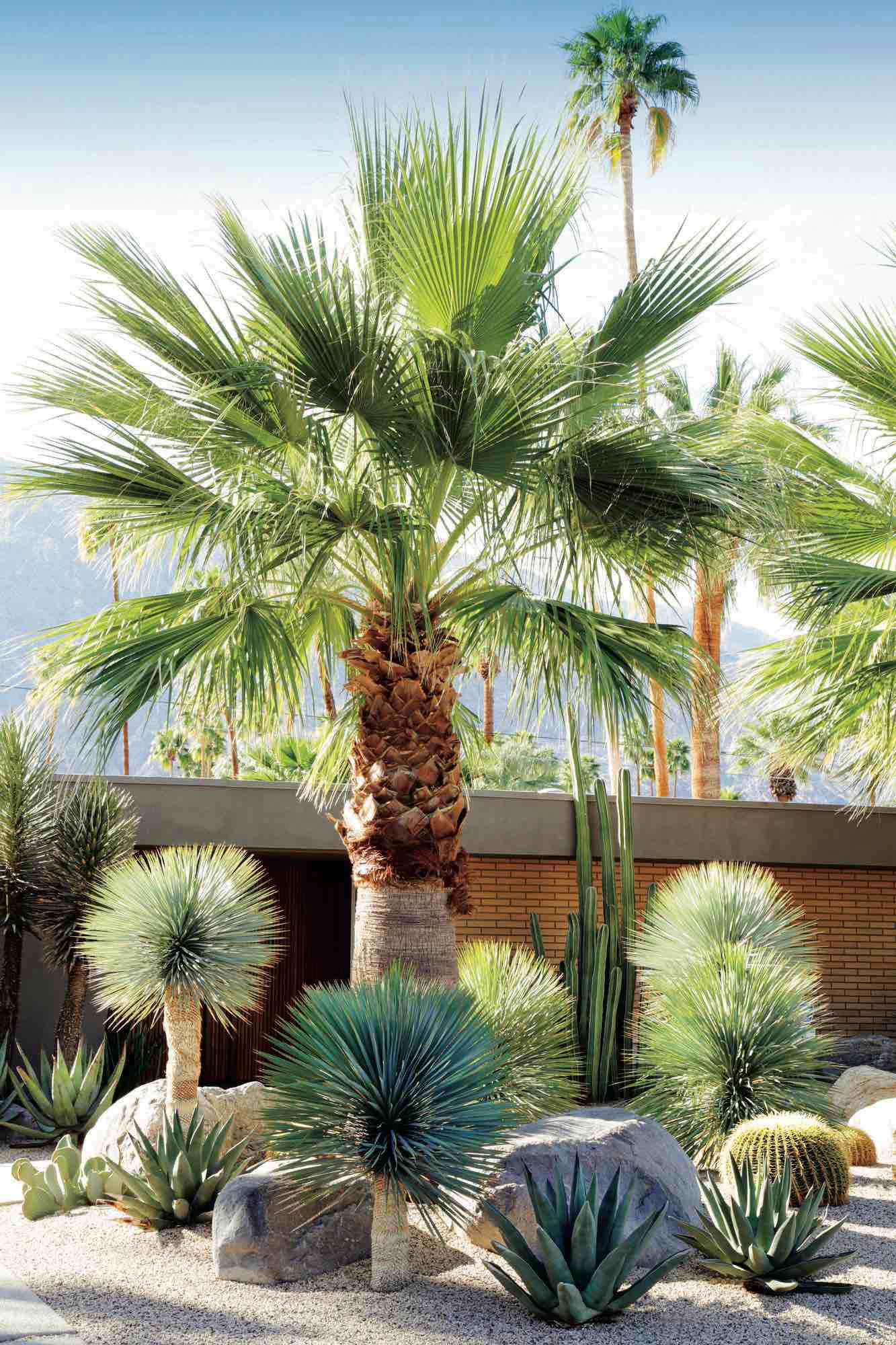 Gardening 101 Palms Gardenista