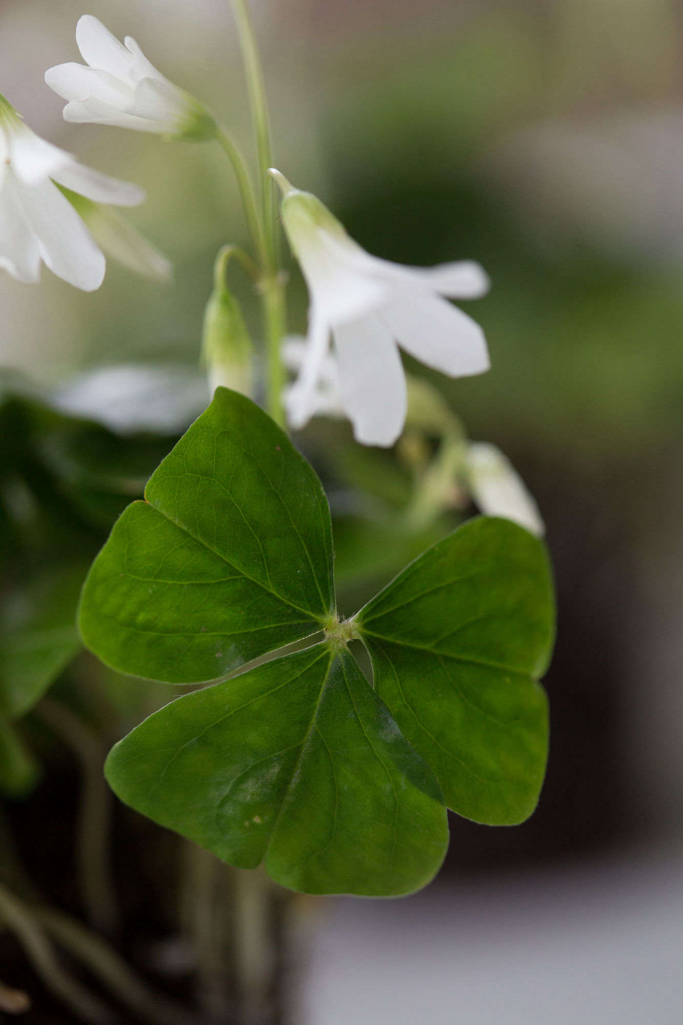 Gardening 101 False Shamrocks Gardenista