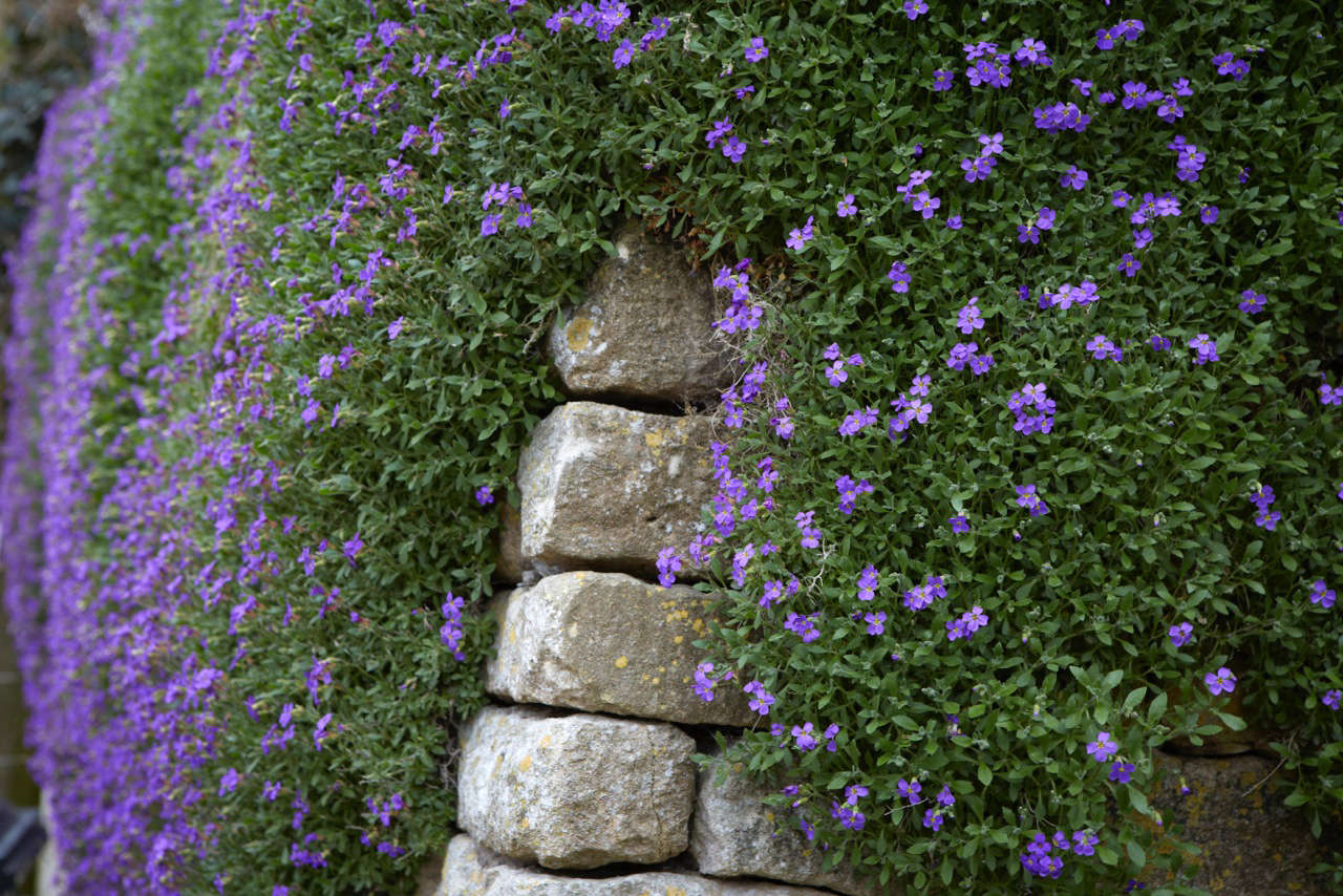 Aubretia artfully covering a stone wall.
