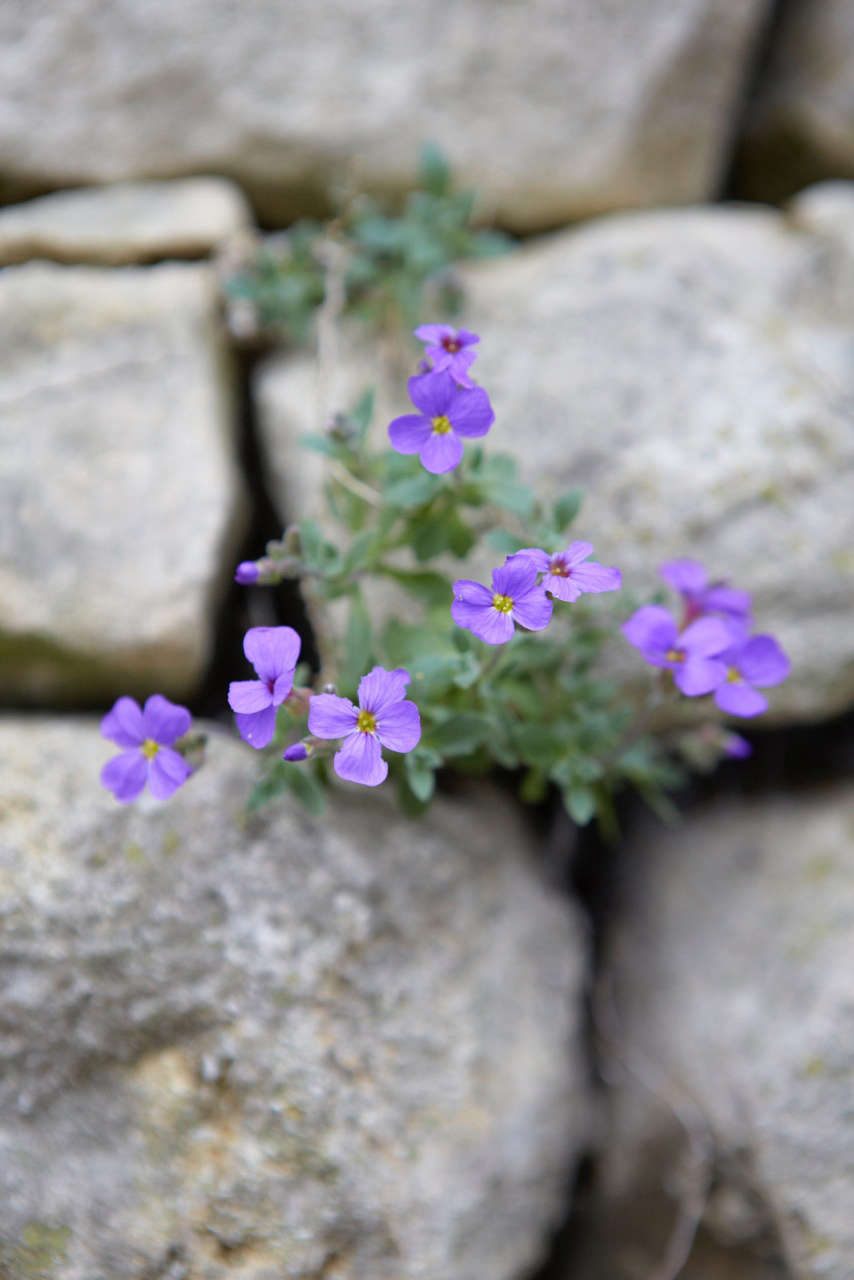 The cruciform flowers come in shades of mainly of purple, though there are some red forms.