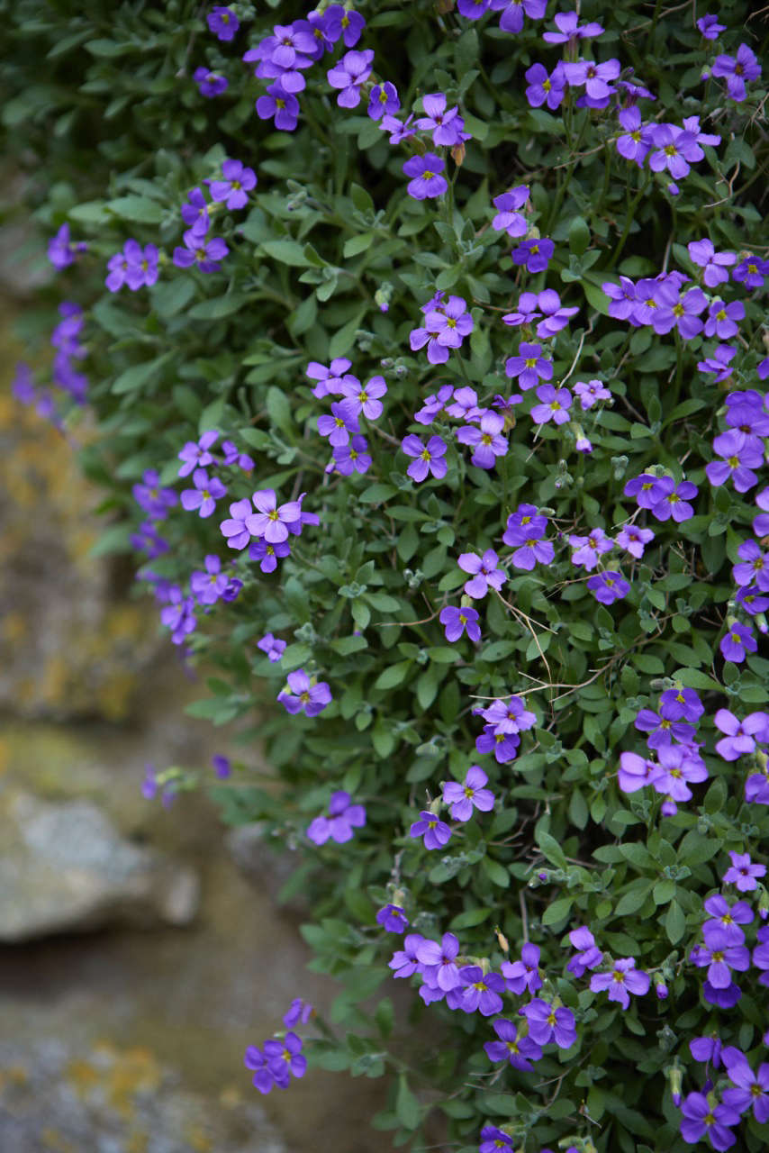 Aubretia growing over a stone wall in early spring.