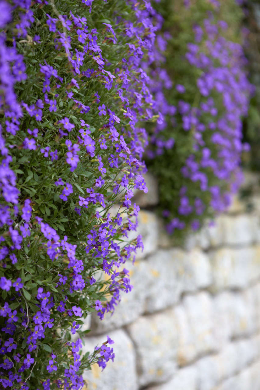 Aubretia growing from a stone wall in the Cotswolds, England.
