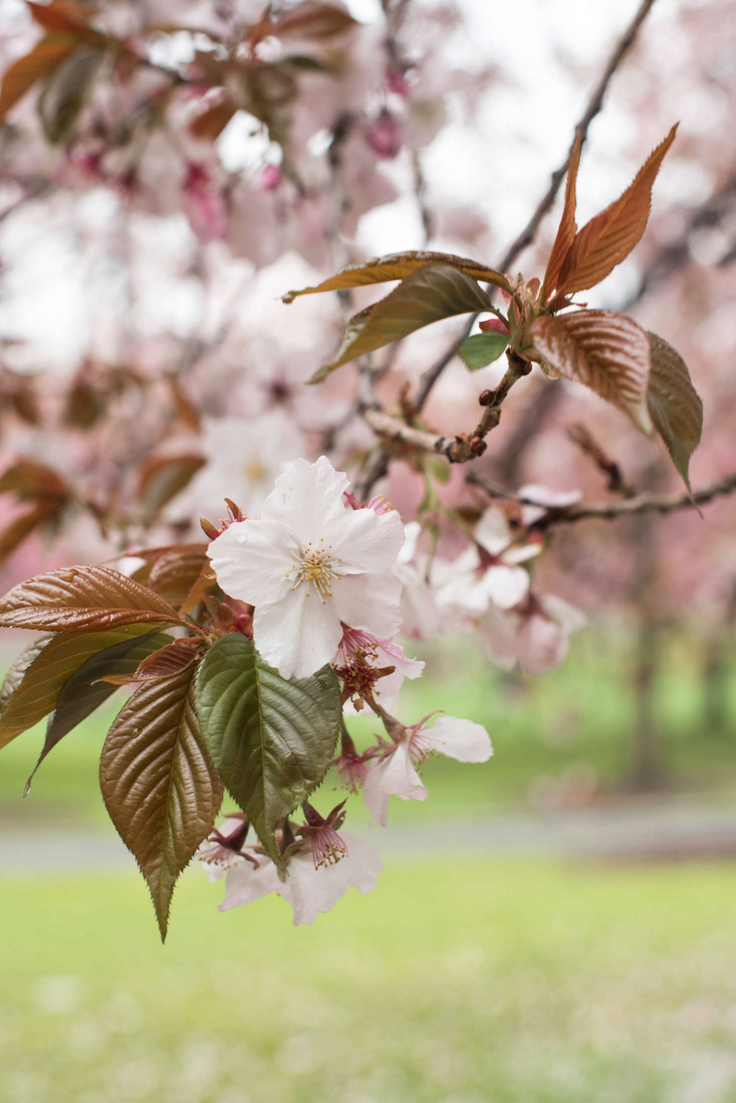 Cherry Blossoms: 6 Flowering Trees to Grow at Home - Gardenista