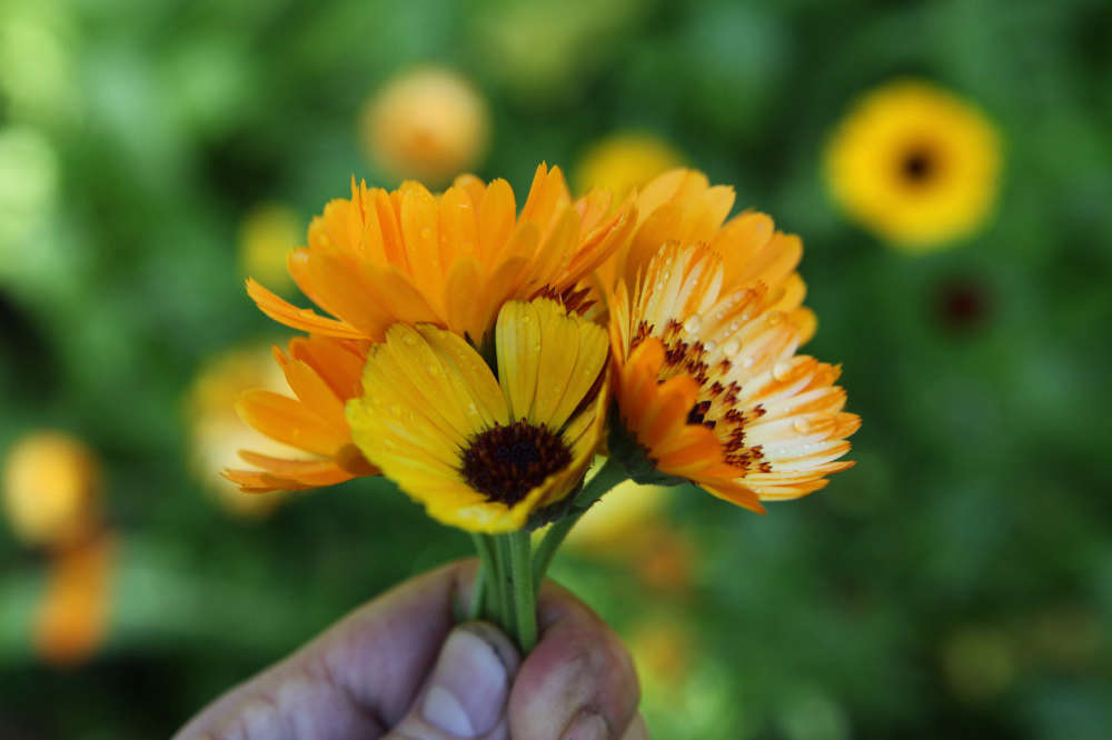 See more of gardening editor Allan Jenkins