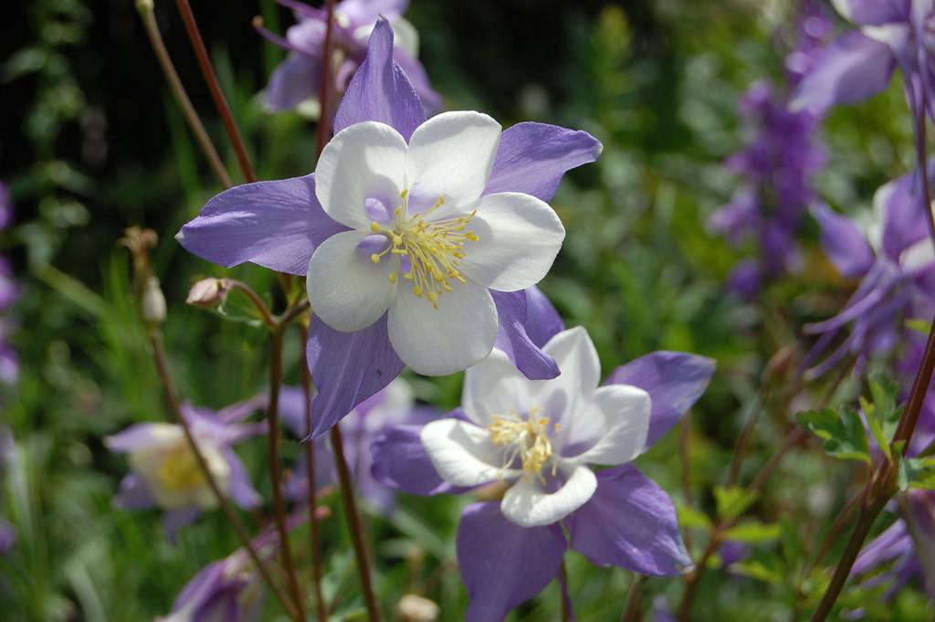Columbine A Springtime Flower That Arrives on the Wind Gardenista