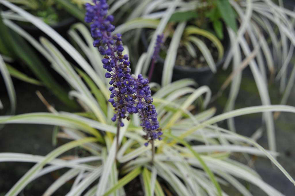 Liriope ‘Pamela Harder’. Photograph by Megan Hansen via Flickr.