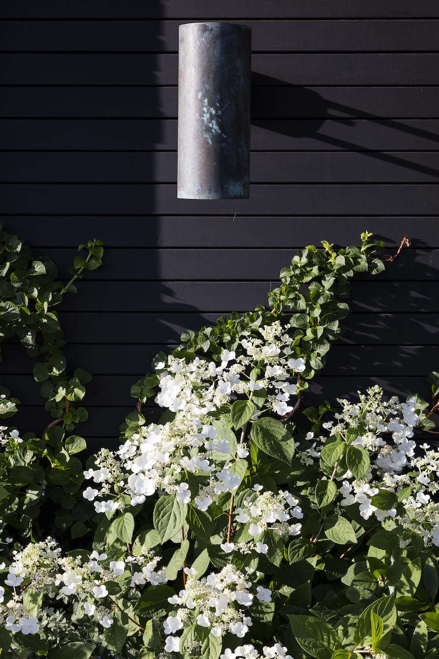 Cold-hardy Hydrangea paniculata 