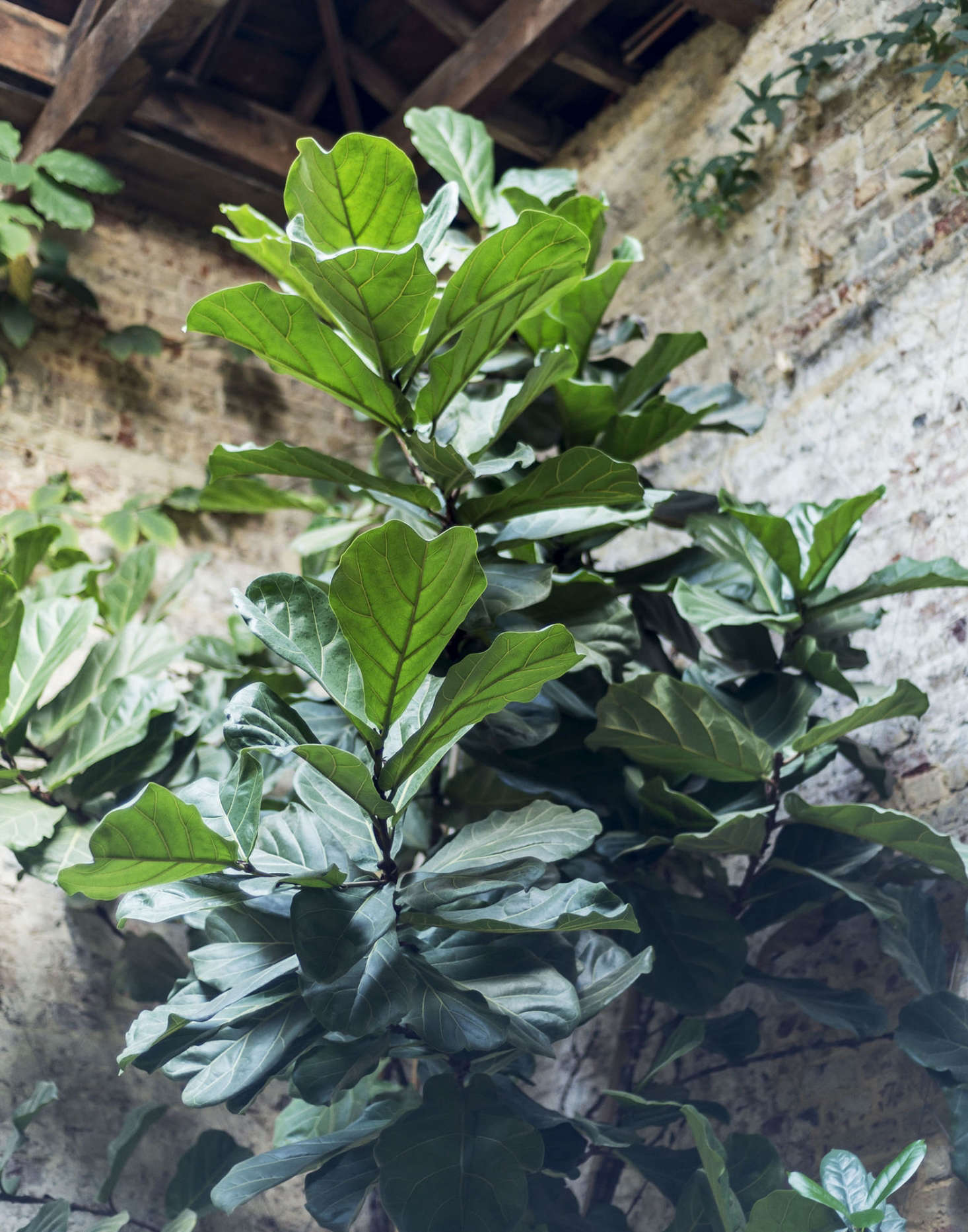 A massive fiddle leaf fig tree steals the show in a corner. Ficus lyrata has round, glossy leaves to contrast with the texture of the brick wall.