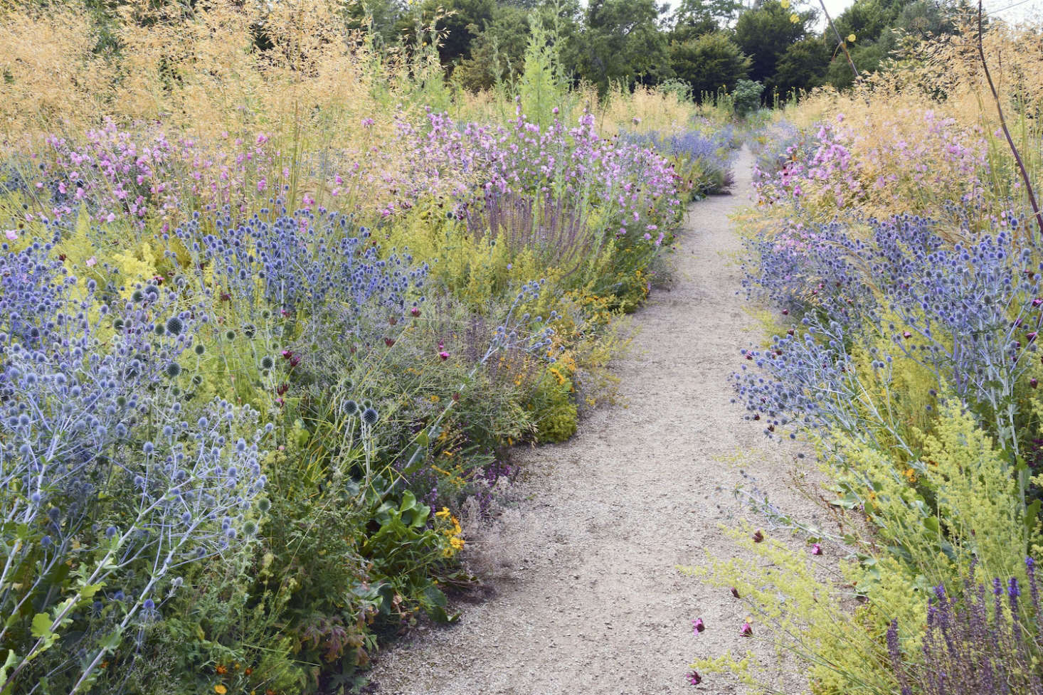 Stipa giganta and wildflowers edge a gravel path in the Merton borders at University of Oxford Botanic Garden. Photograph courtesy of Timber Press. For more, see Ask The Expert: How to Plant a Meadow Garden, with James Hitchmough.