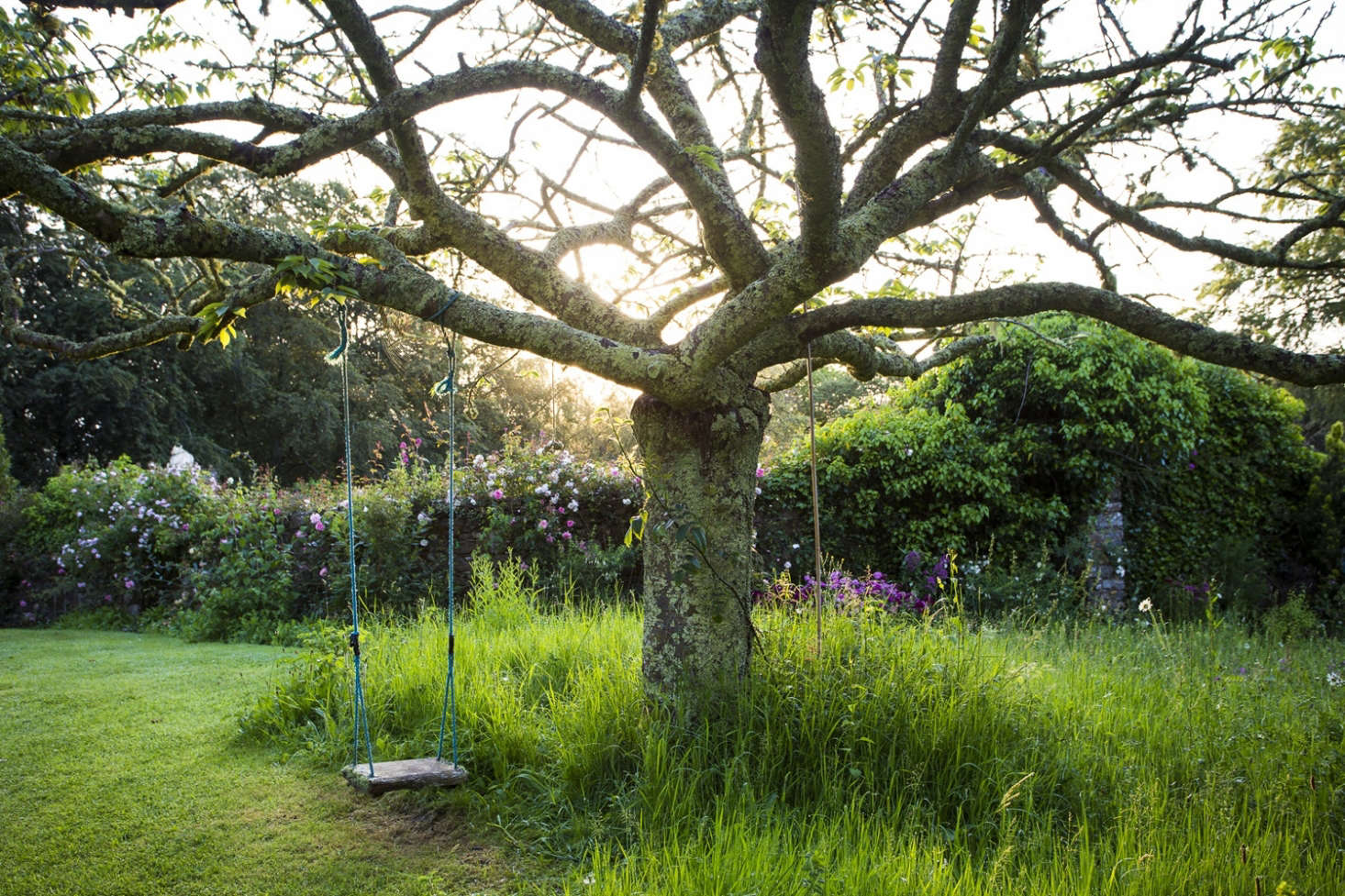 Overseeding is especially critical if you want to fill in your lawn’s bare spots. Photograph by Claire Takacs, from Can This Garden Be Saved: I Don’t Like Mowing Around Trees.